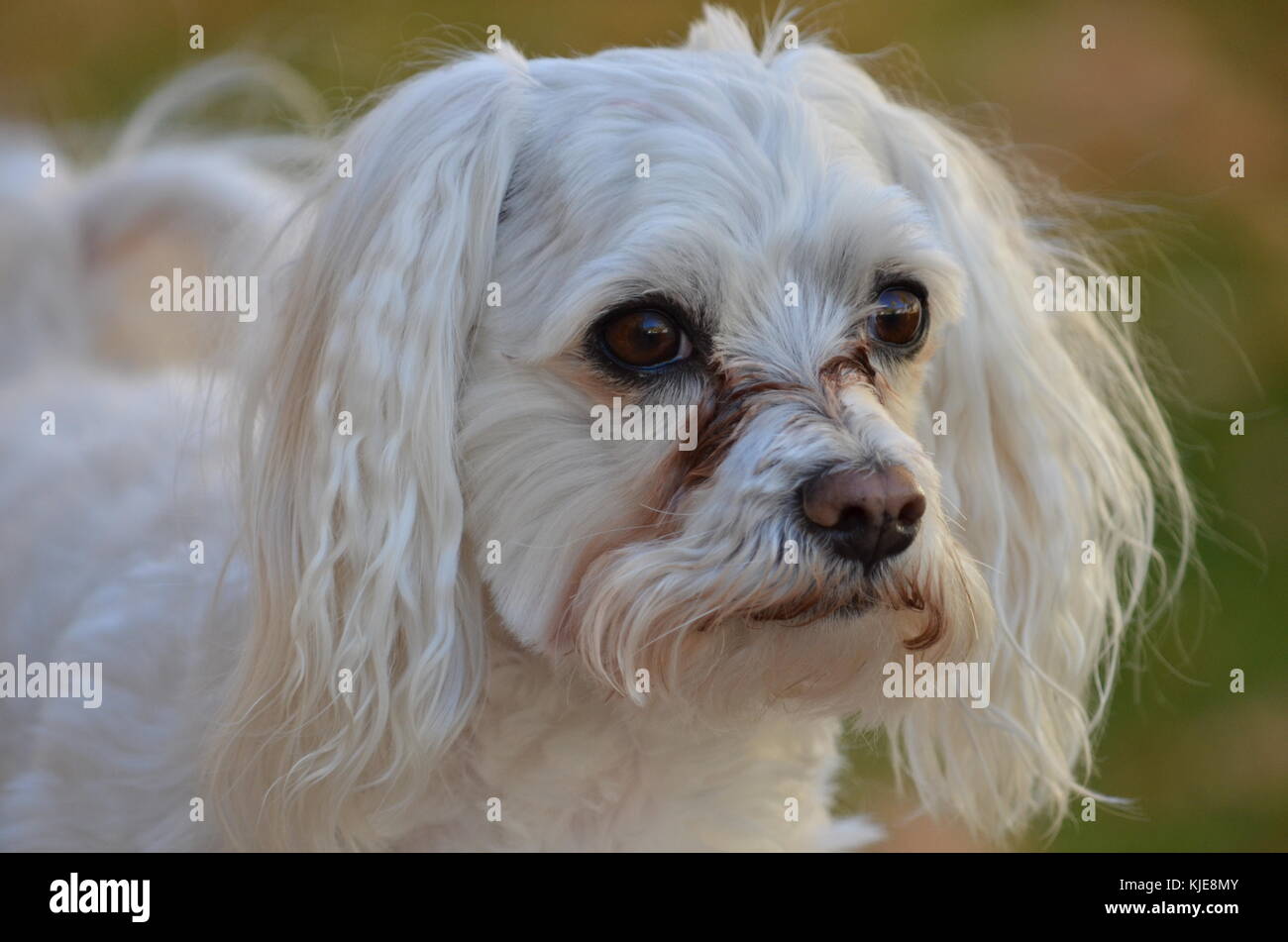 Little pure bred maltese dog on side walk in a back yard. Stock Photo