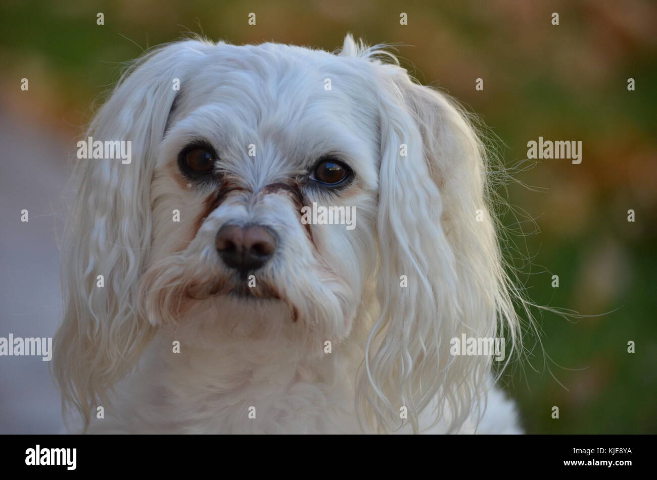 Little pure bred maltese dog on side walk in a back yard. Stock Photo