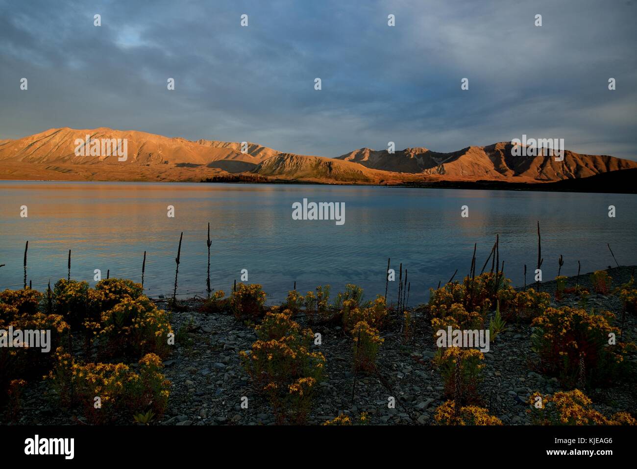 Landscape New Zealand - Lake Tekapo in the evening sunset Stock Photo ...