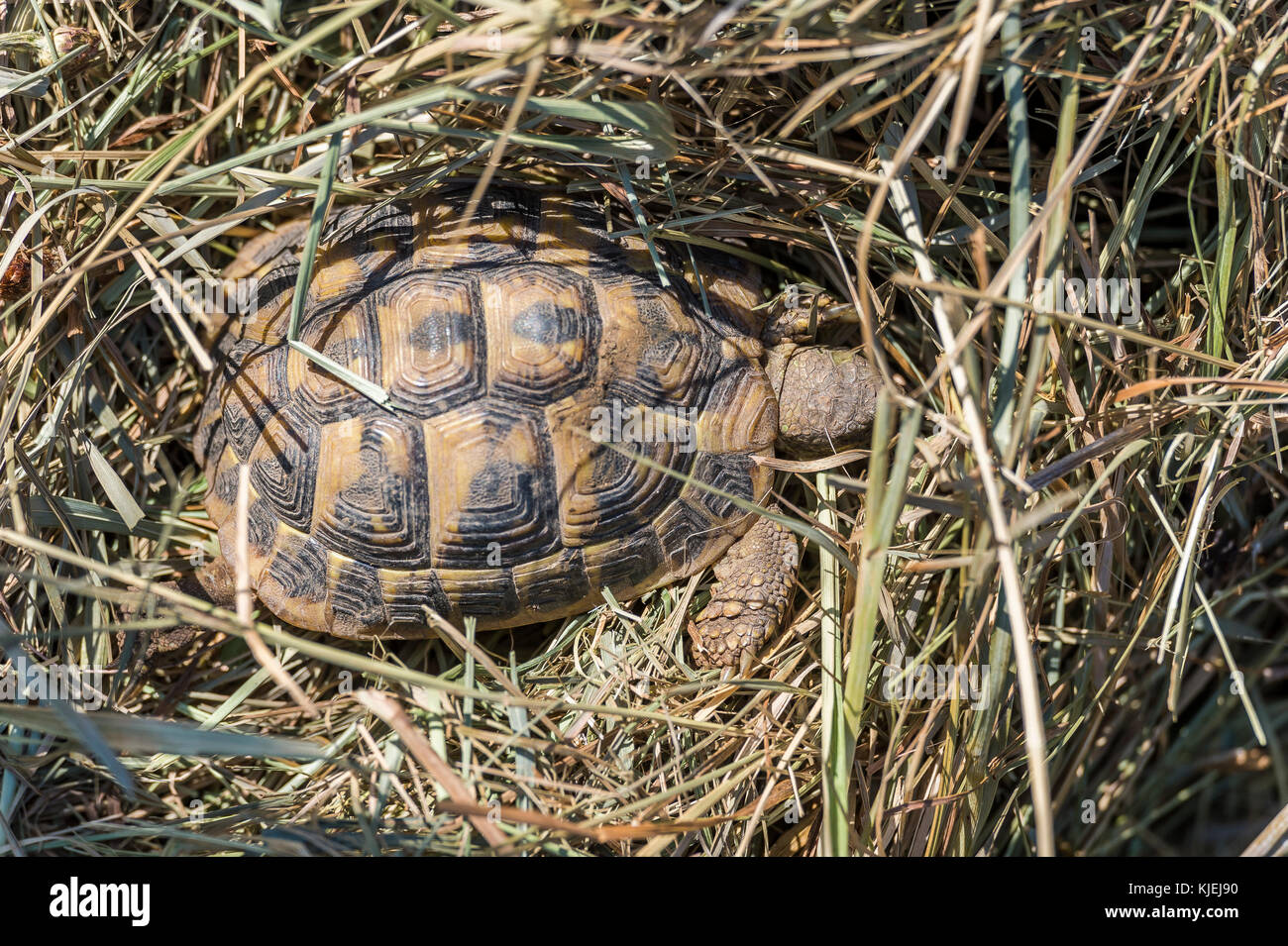 Tortue Hermann, testudo hermanni,Village des Tortues Carnoules,Var