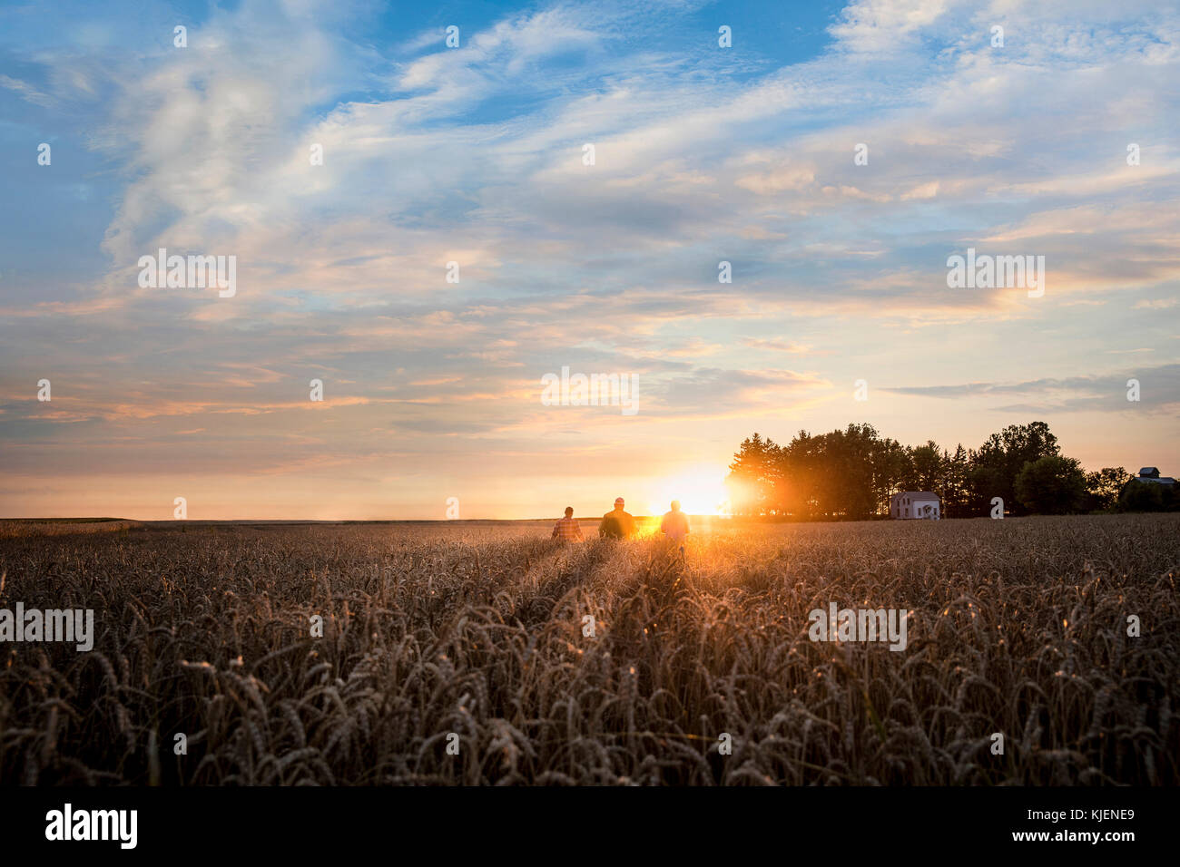 Distant Caucasian men in field of wheat at sunset Stock Photo