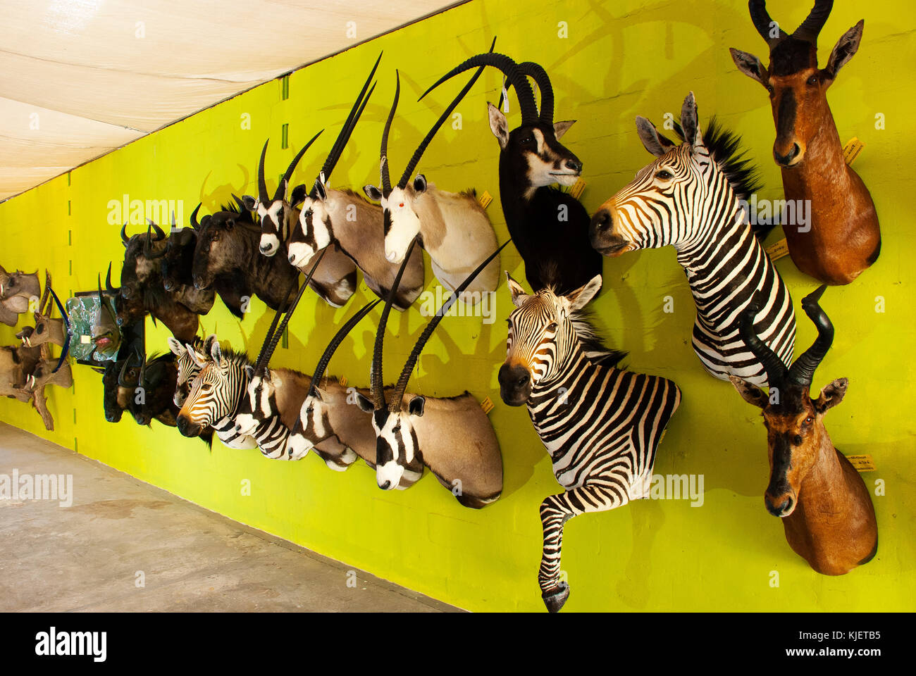 Stuffed african animals on display at Trophaendienste Taxidermy, Windhoek,  Namibia Stock Photo - Alamy