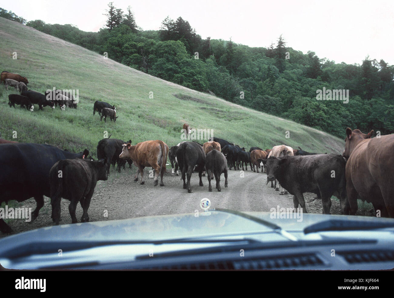 Chasing the Eureka Southern RR tourist train the North Coast Daylight
