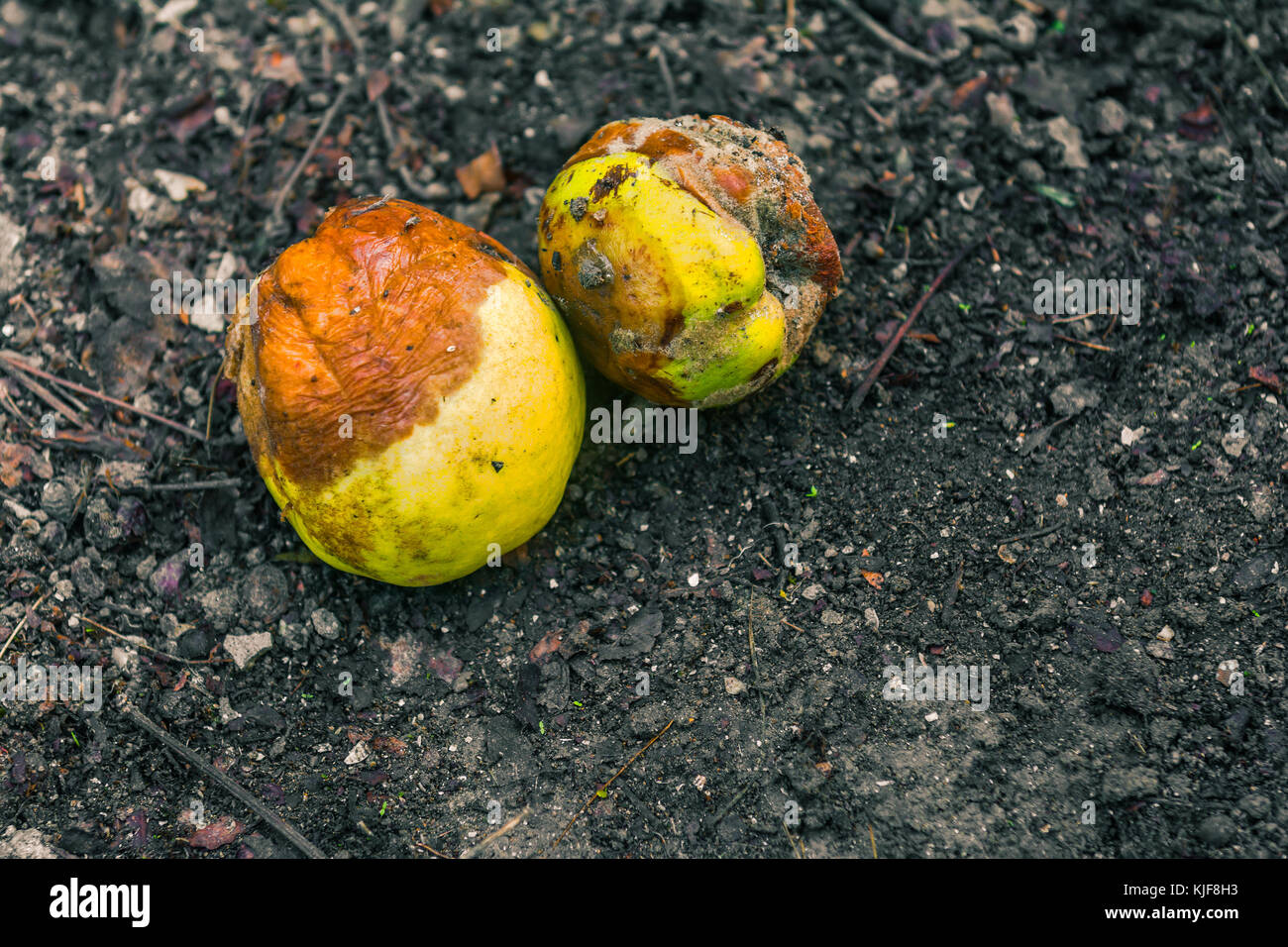 Rotten fallen fruit on the ground Stock Photo