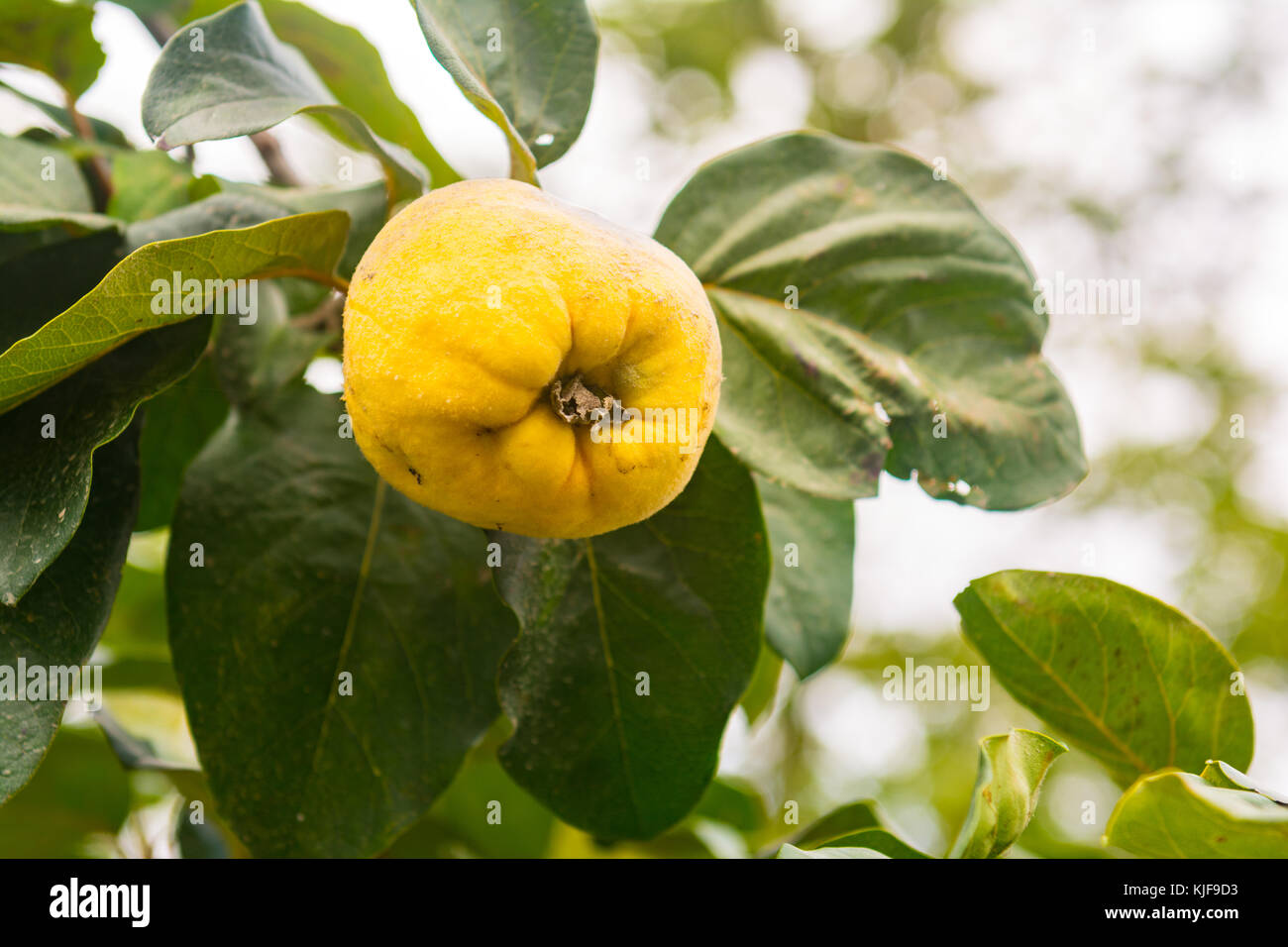Quince fruit on a tree branch Stock Photo Alamy