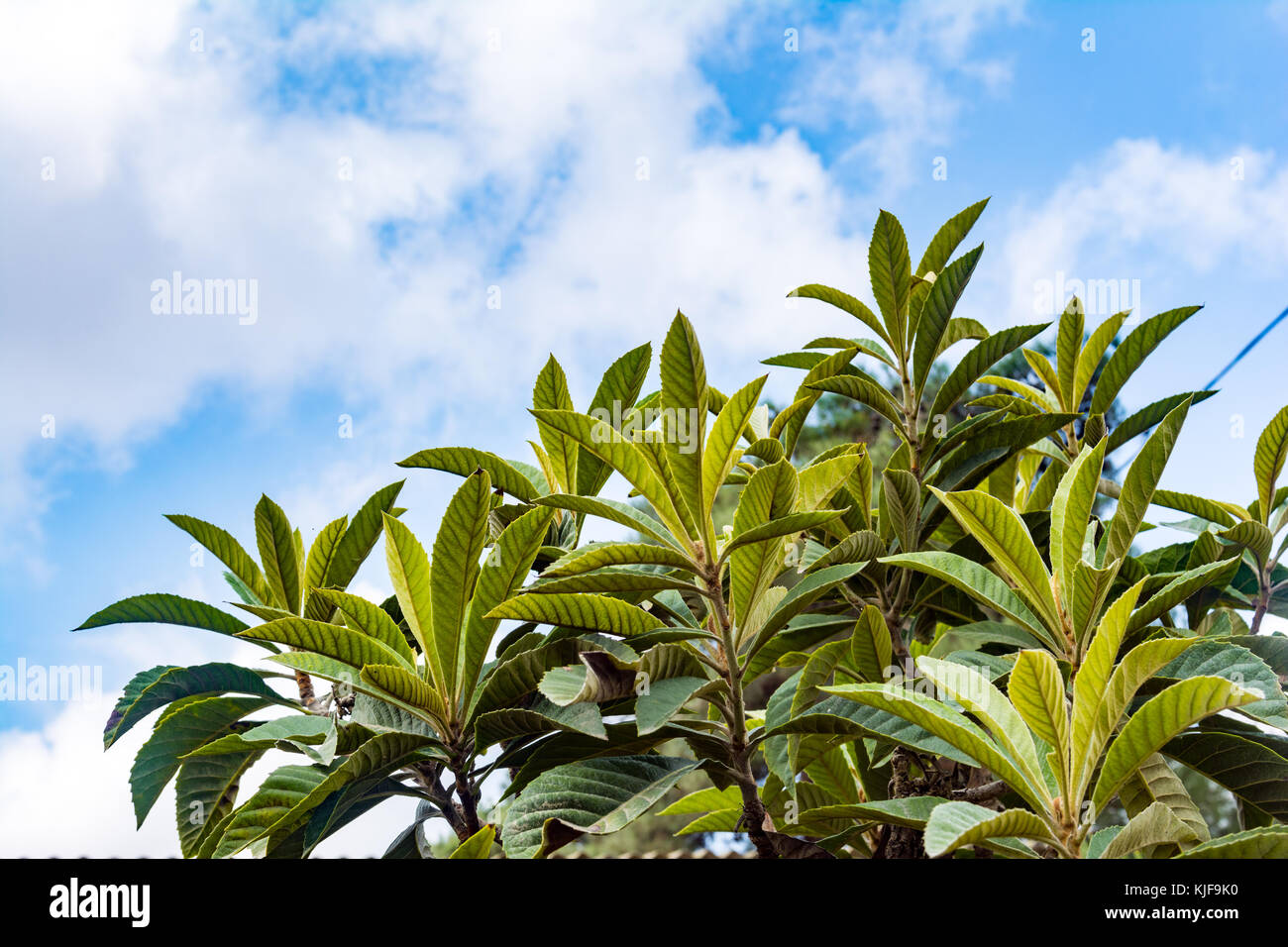 Medlars tree against the sky Stock Photo