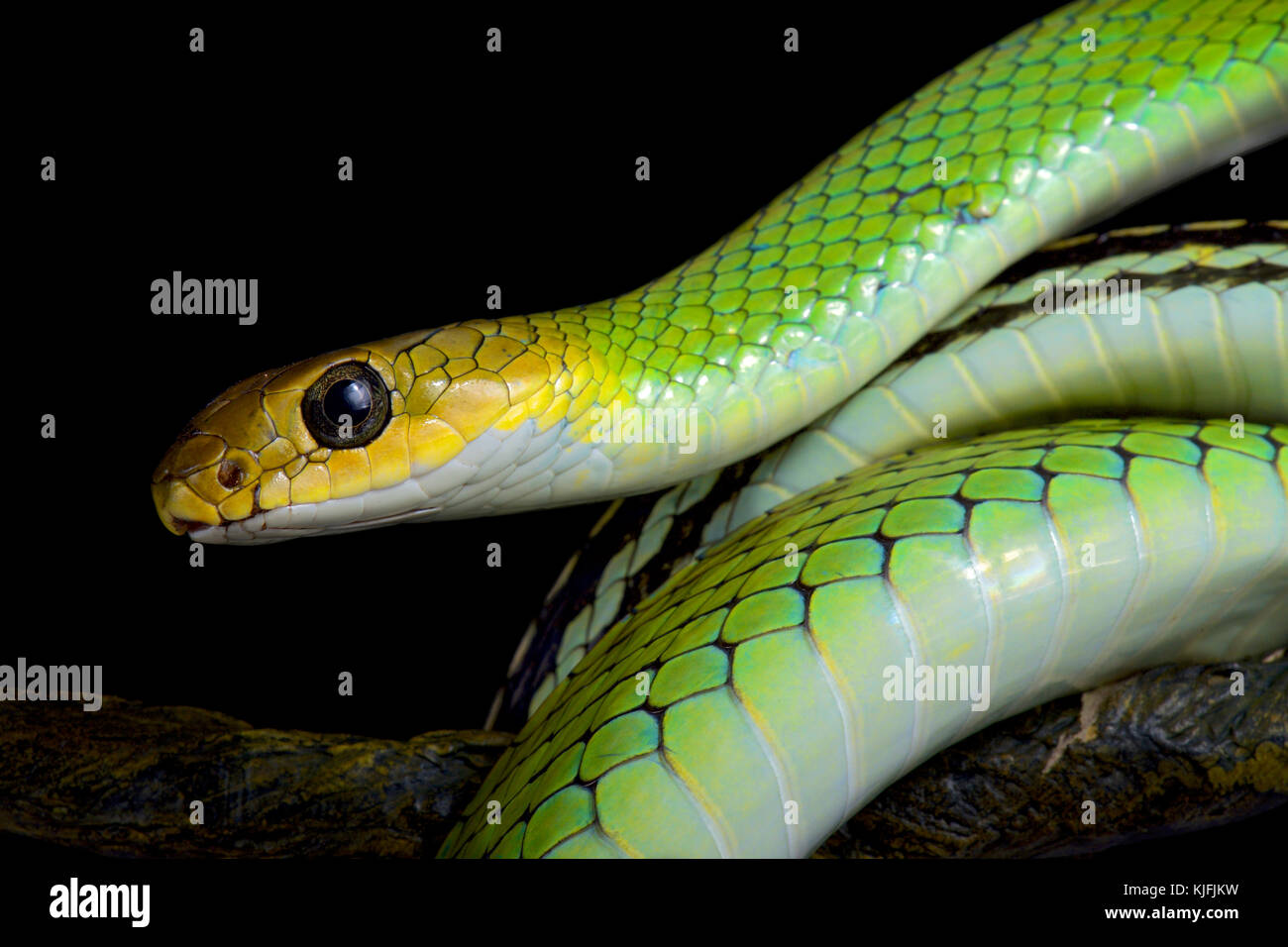 Greater Green Snake - Ptyas major —