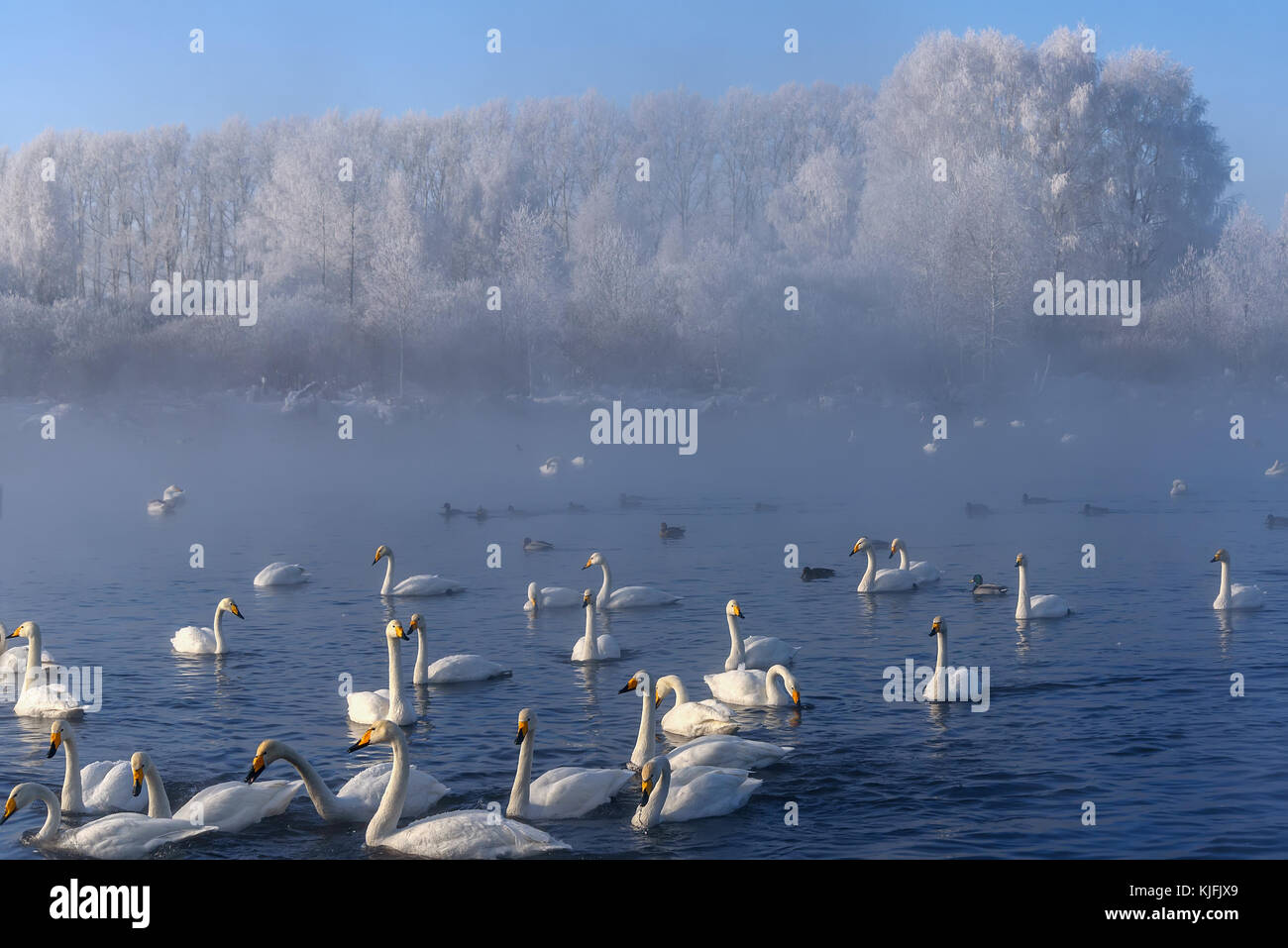 Beautiful winter landscape with swans swimming in the fog on a lake on a frosty sunny day Stock Photo