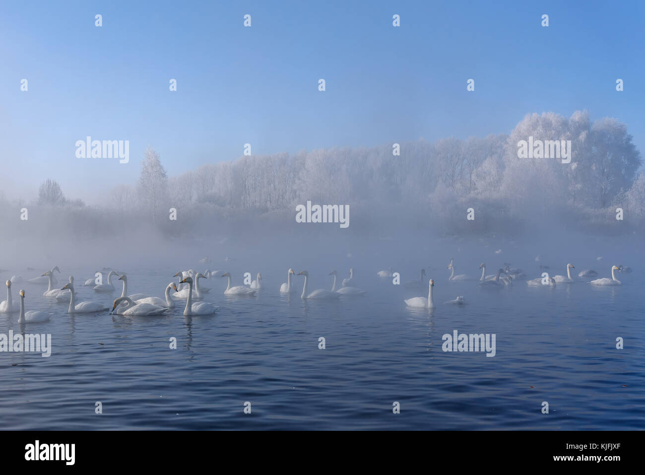 Beautiful winter landscape with swans swimming in the fog on a lake on a frosty sunny day Stock Photo