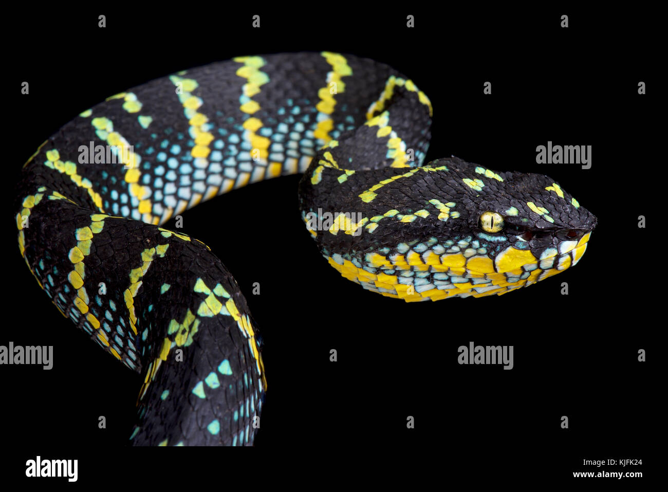 Wagler's pit viper, Tropidolaemus wagleri Stock Photo