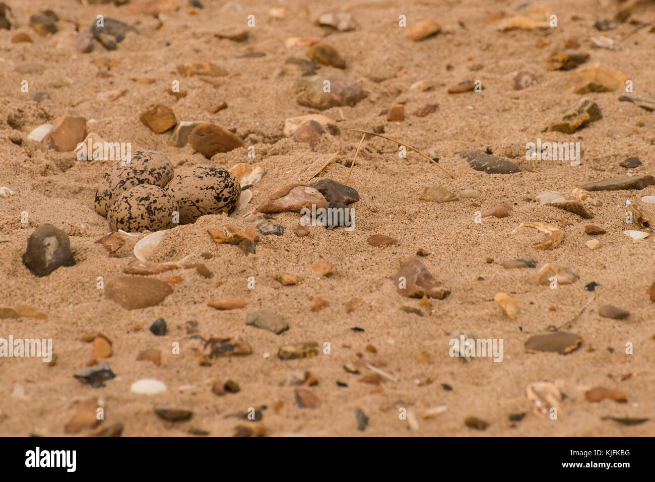 The nest of an oystercatcher is well camouflaged in the sand among bits of rock and shells.  However the eggs are still vulnerable to disturbance. Stock Photo