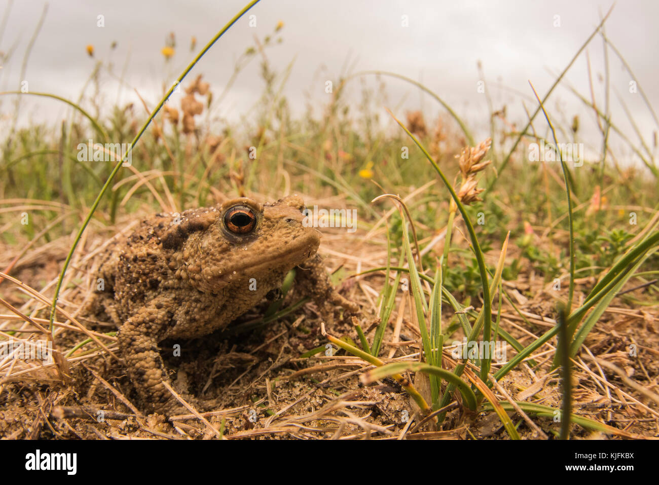 A common toad (Bufo bufo) from Norfolk, UK. Stock Photo