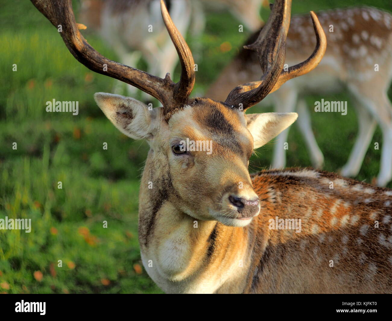 Closeup of a male deers head with antler at the deer camp in Rotterdam