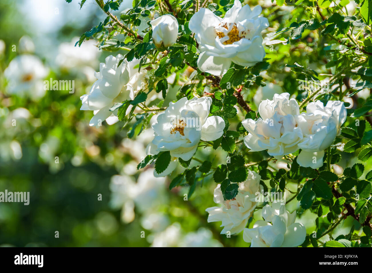 Delicate flowers of white roses on the branches of a bush on the blurry ...