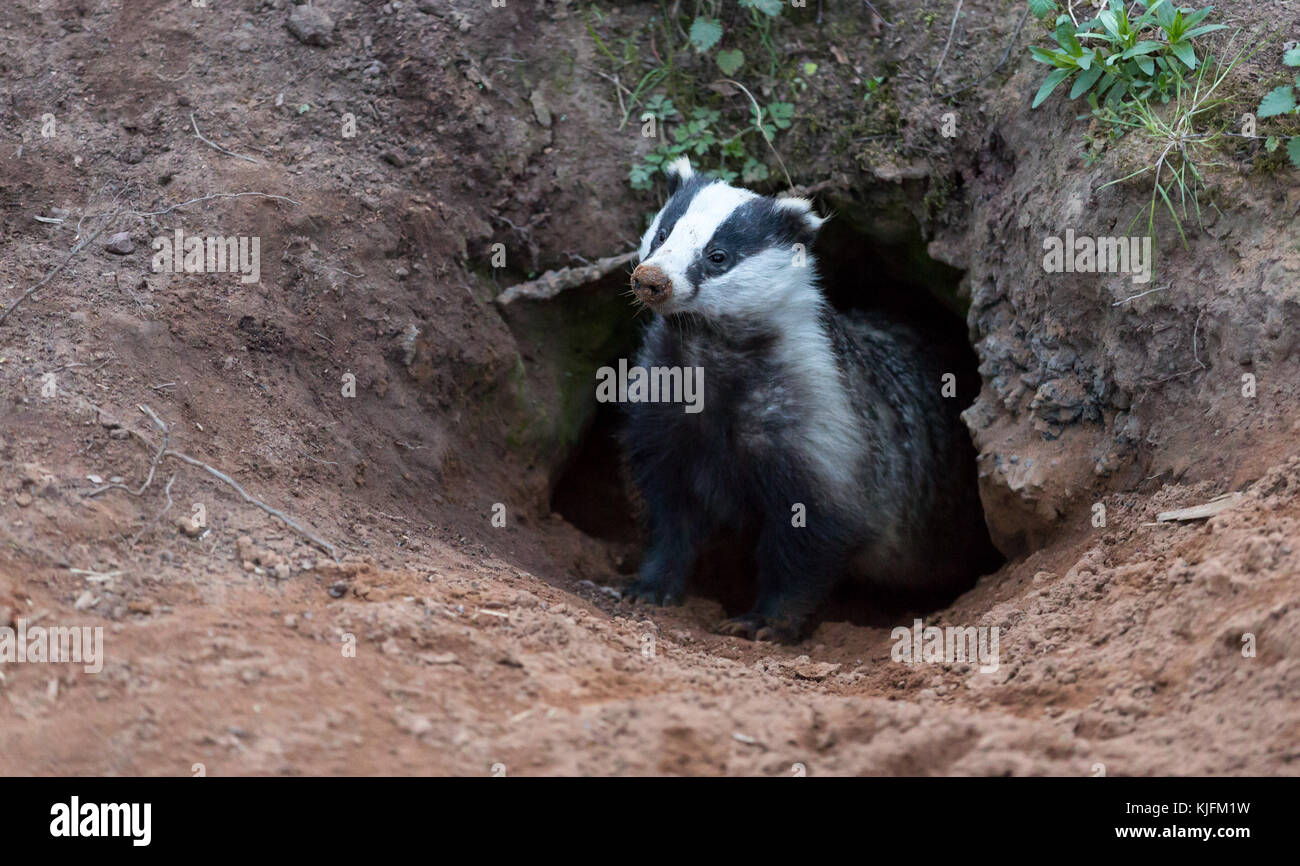 Badger, wild, native, European badger (Meles meles) emerging from the badger sett in natural woodland habitat.  Horizontal.  Landscape Stock Photo