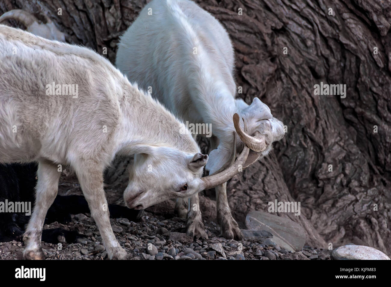 Two white goats fighting in a pasture in the mountains Stock Photo