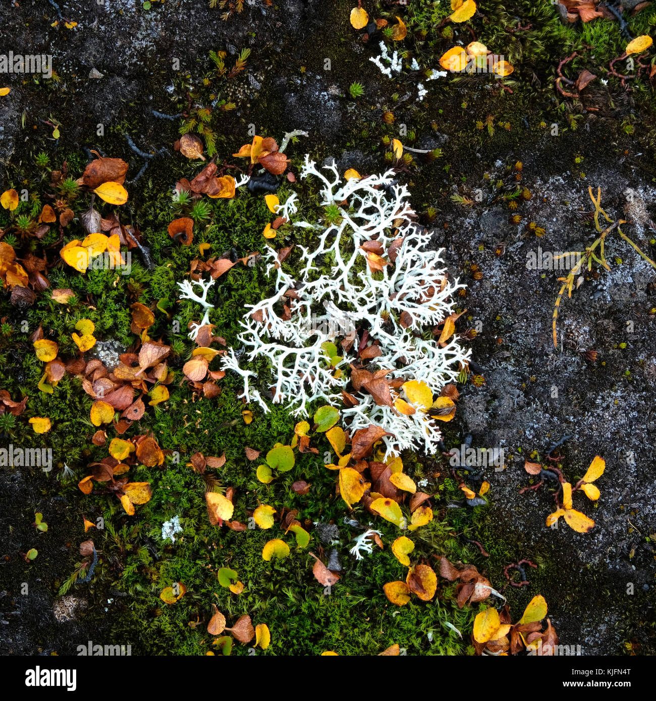 Icelandic Moss (Cetraria islandica) closeup  in natural environment with fallen autumn leaves, green moss and rock, East Iceland Stock Photo