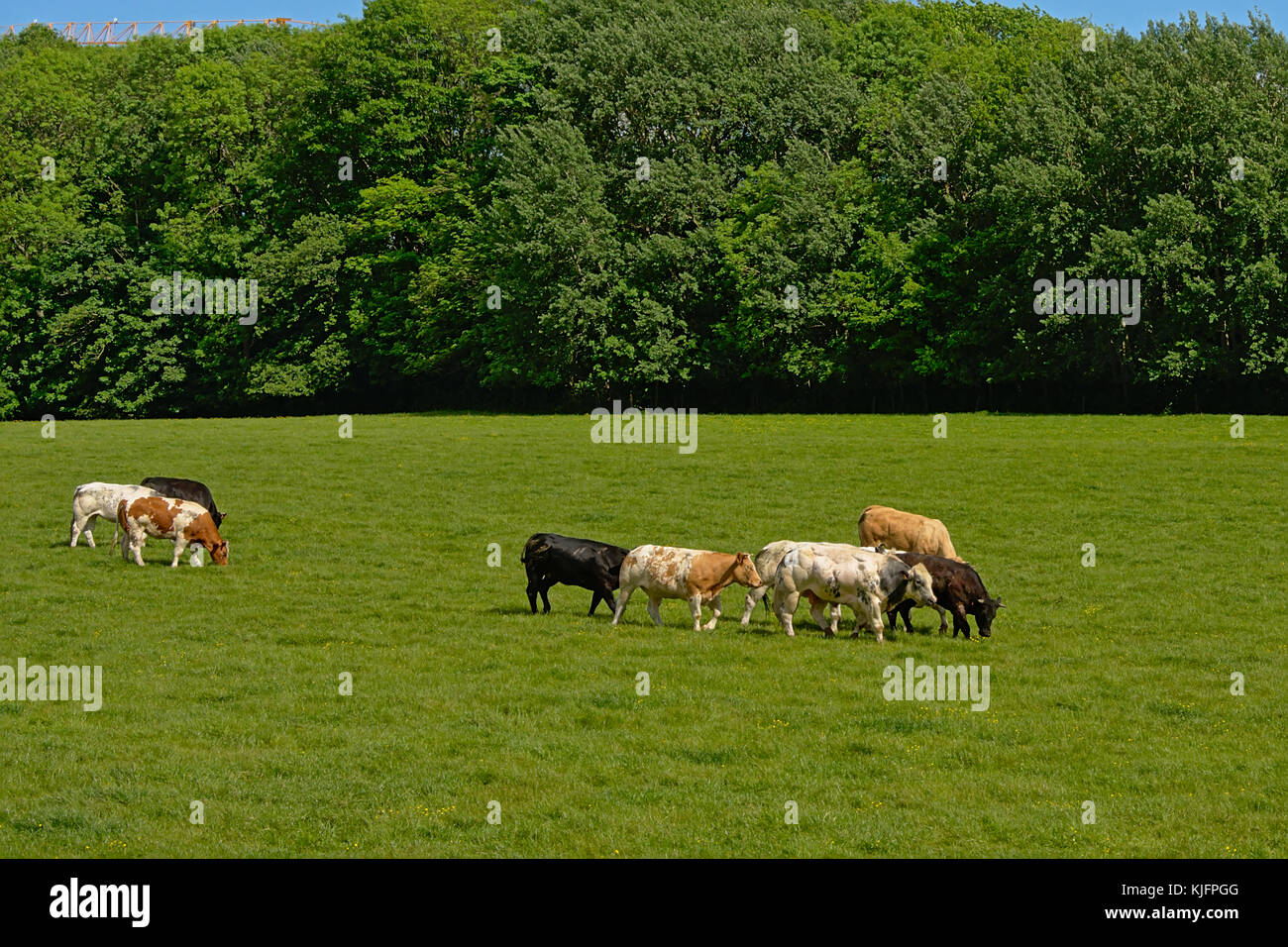 Free range organic Holstein Friesian cows and bull, grazing in a green ...