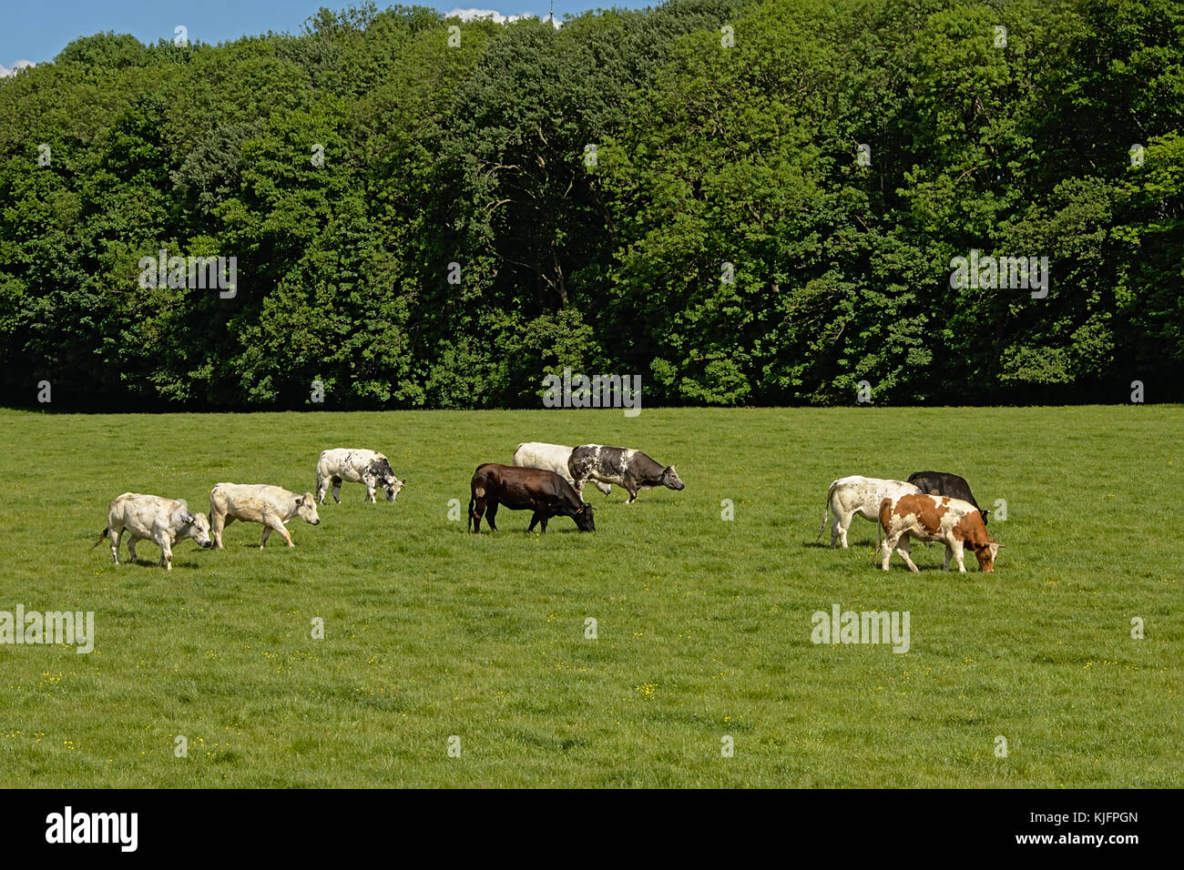 Free range organic Holstein Friesian cows and bull, grazing in a green ...