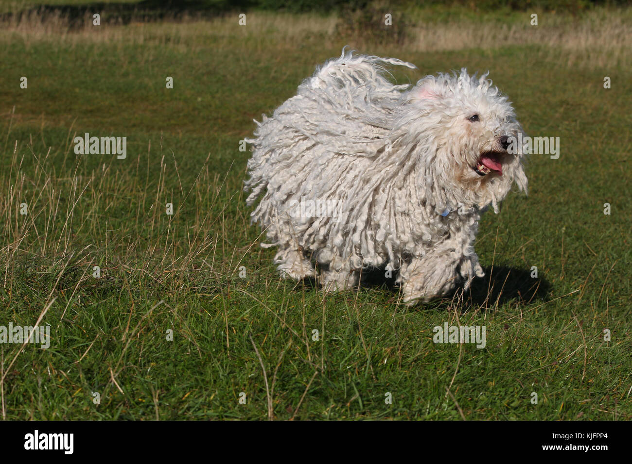 Running puli dog hi-res stock photography and images - Alamy