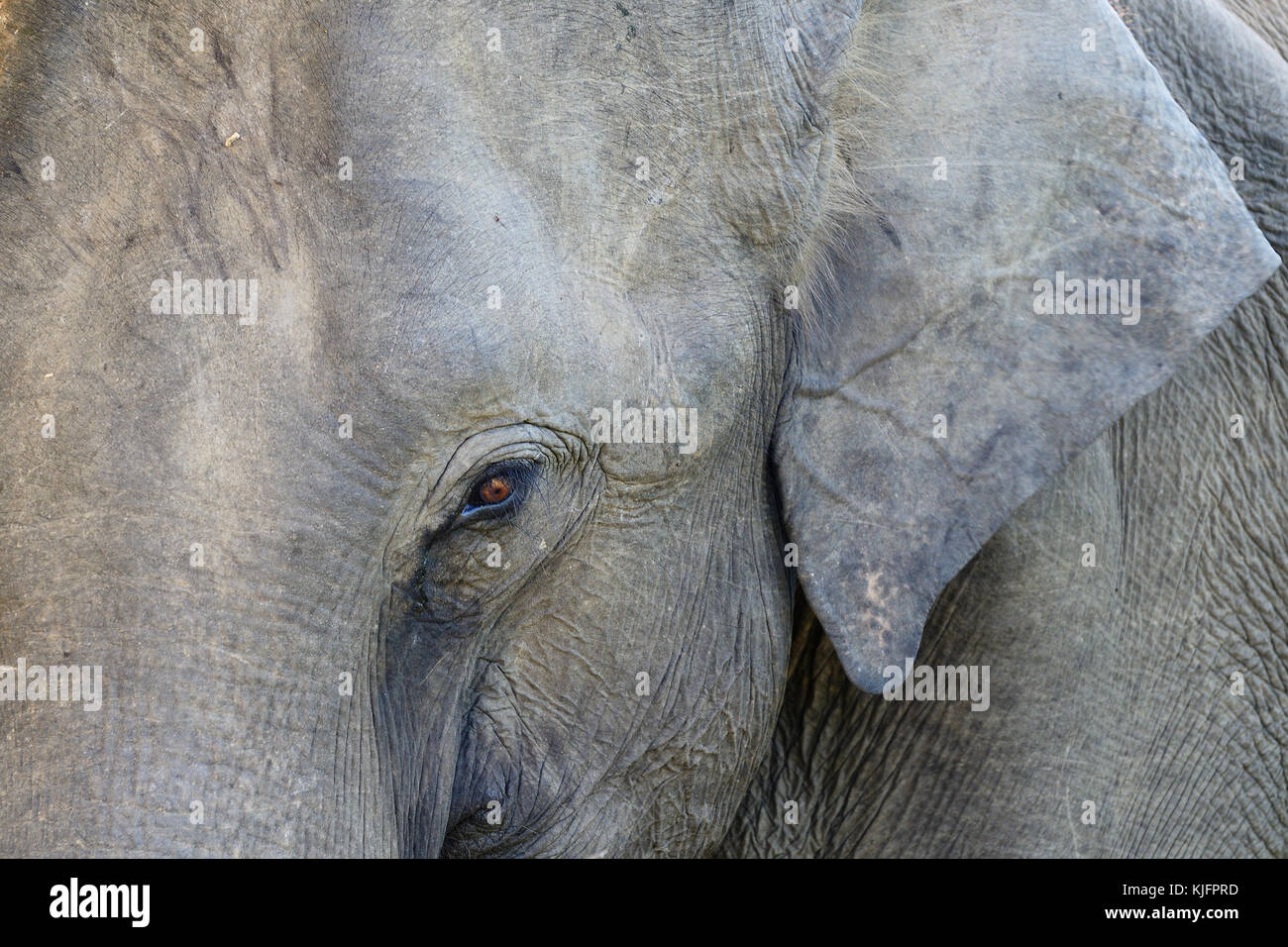 Wildlife Elephant in safari in Udawalawe National Park in Sri lanka Stock Photo