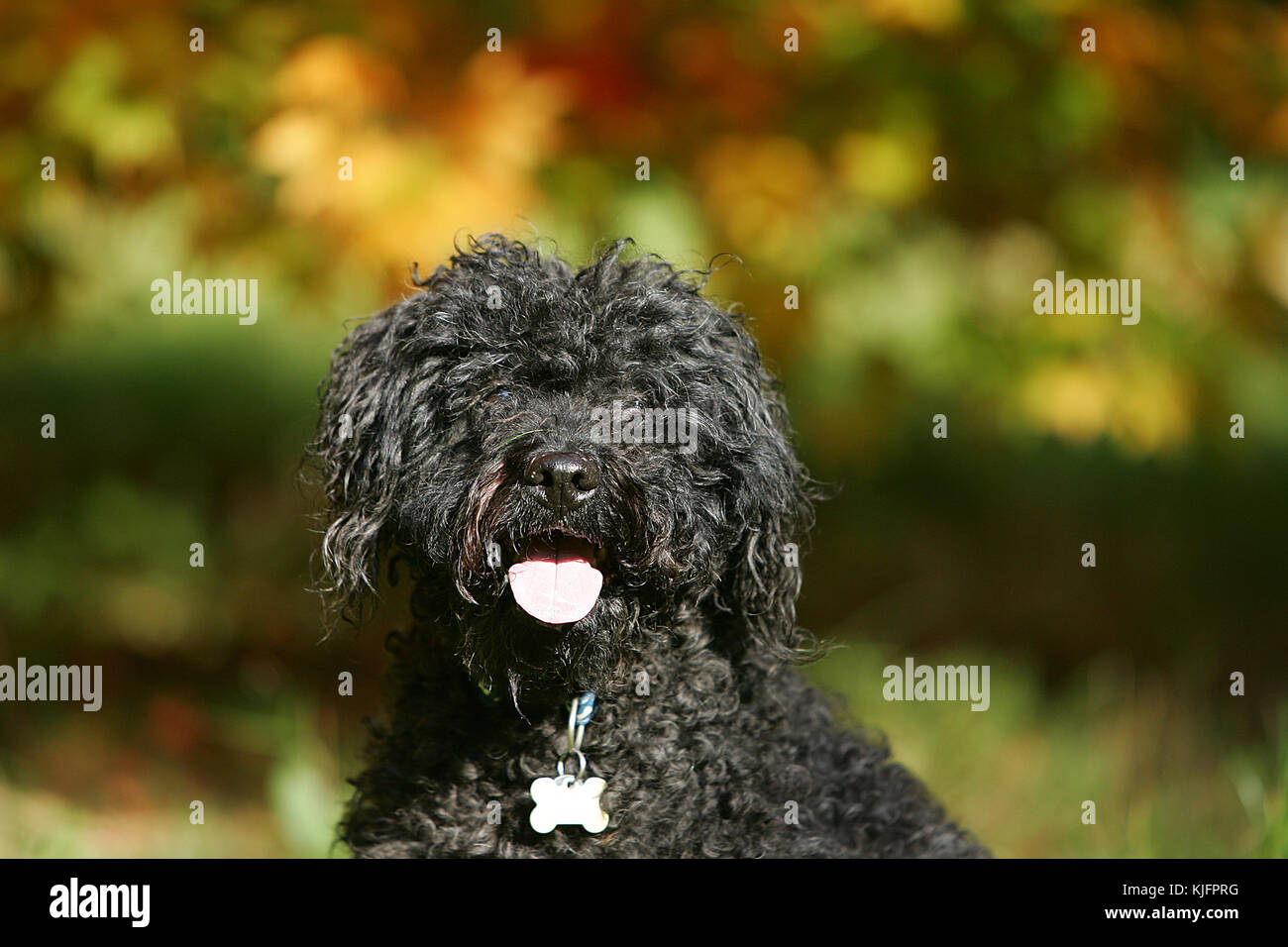 Hugaria Puli Hungarian Puli Dog High Resolution Stock Photography and Images - Alamy