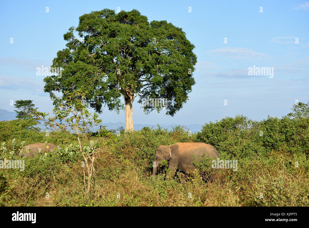 Wildlife Elephant in safari in Udawalawe National Park in Sri lanka Stock Photo