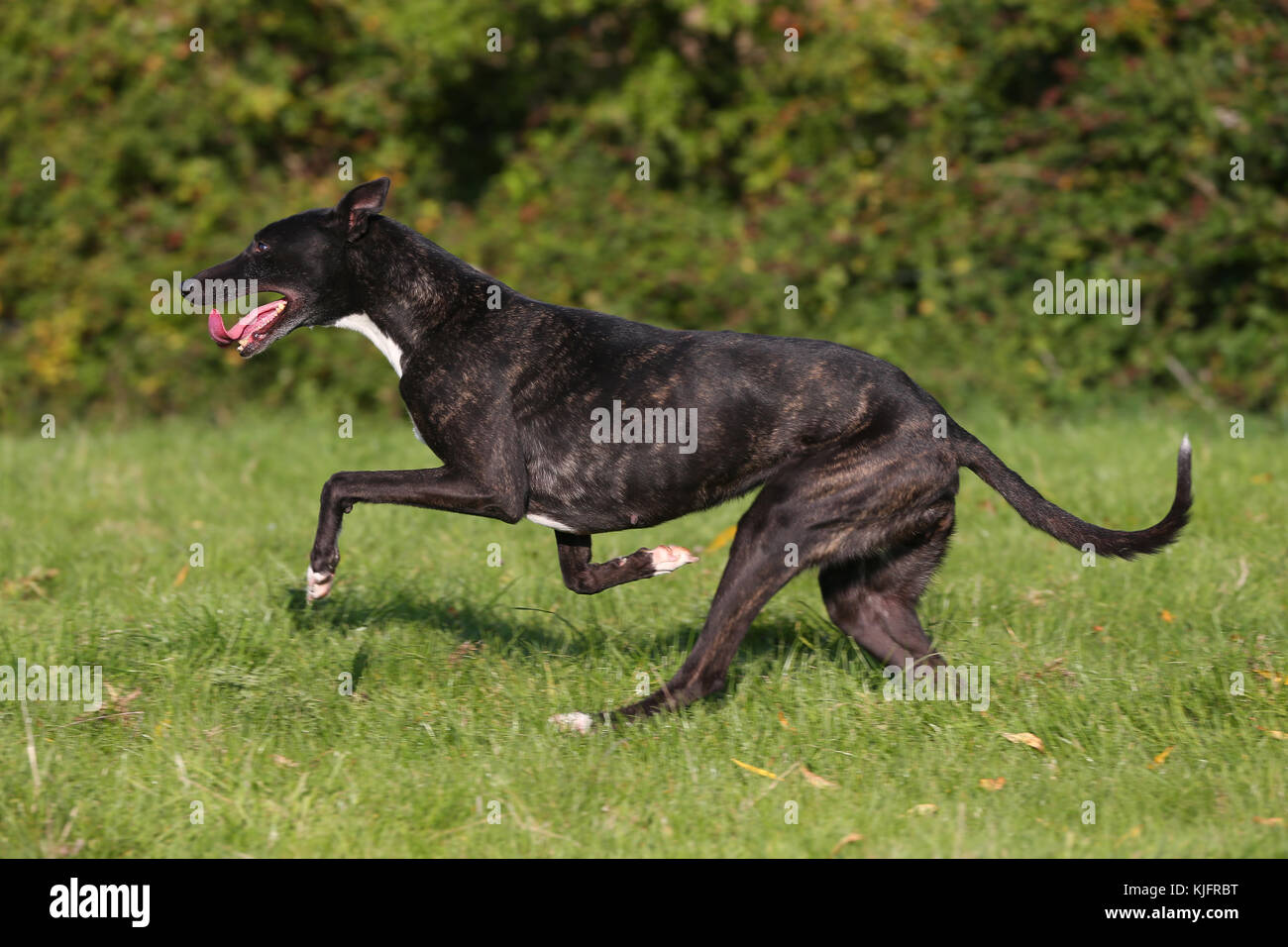 lurcher running