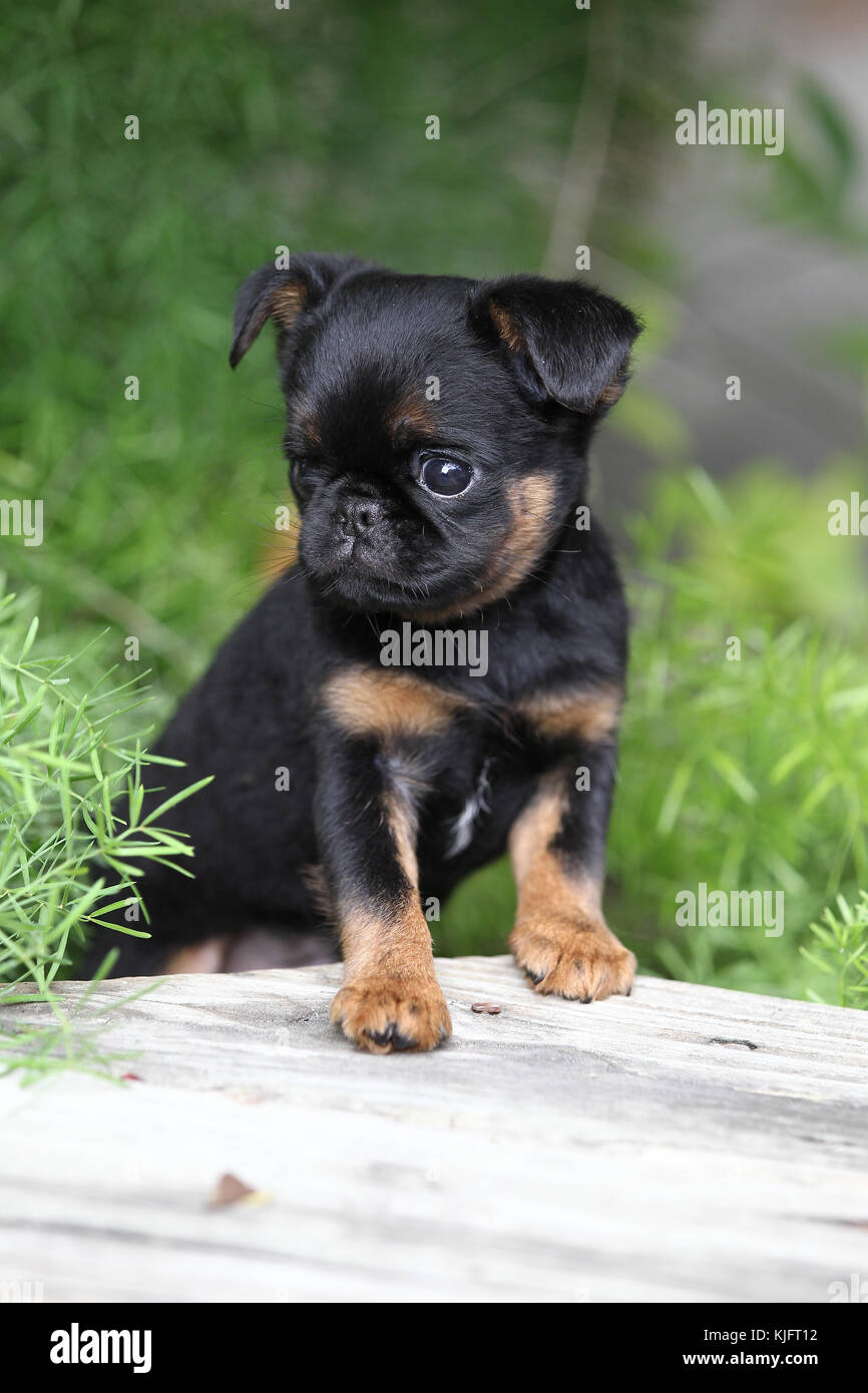 miniature griffon dog