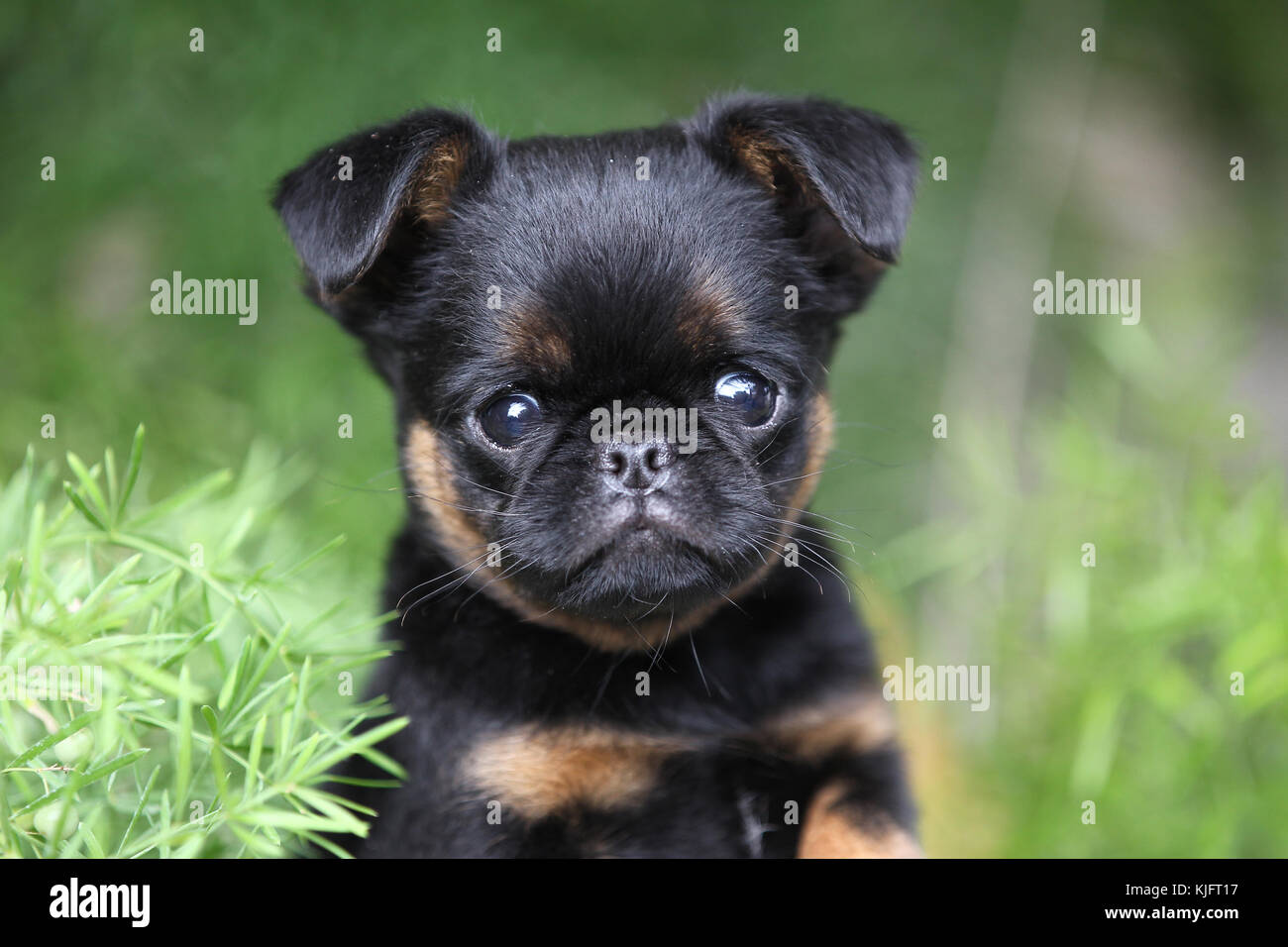 Griffon Bruxellois Brussels Griffon Belgian Griffon Stock Photo Alamy