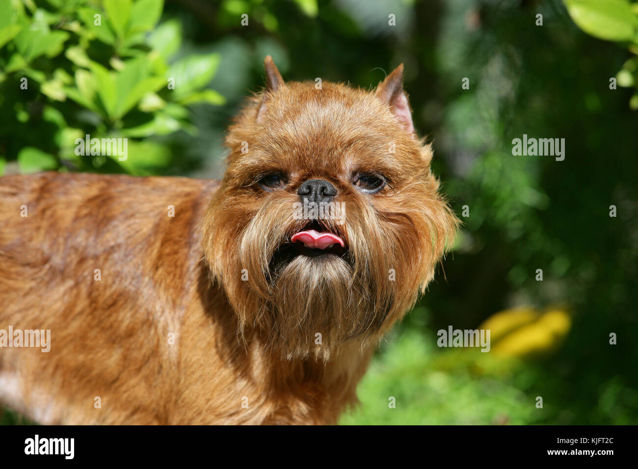 How Much Do Brussels Griffon Dogs Cost