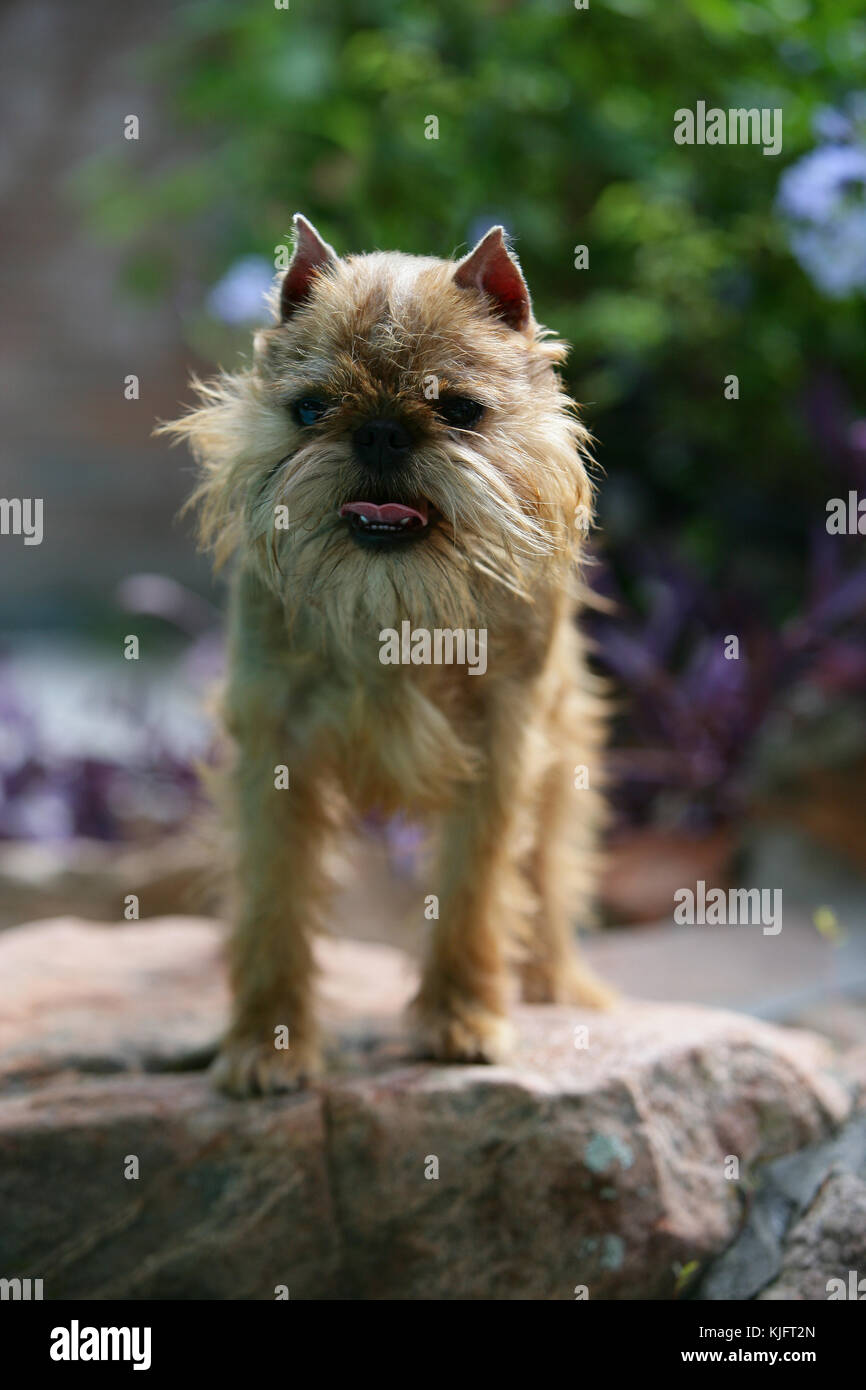 Griffon Bruxellois dog portrait standing on rock panting Stock Photo