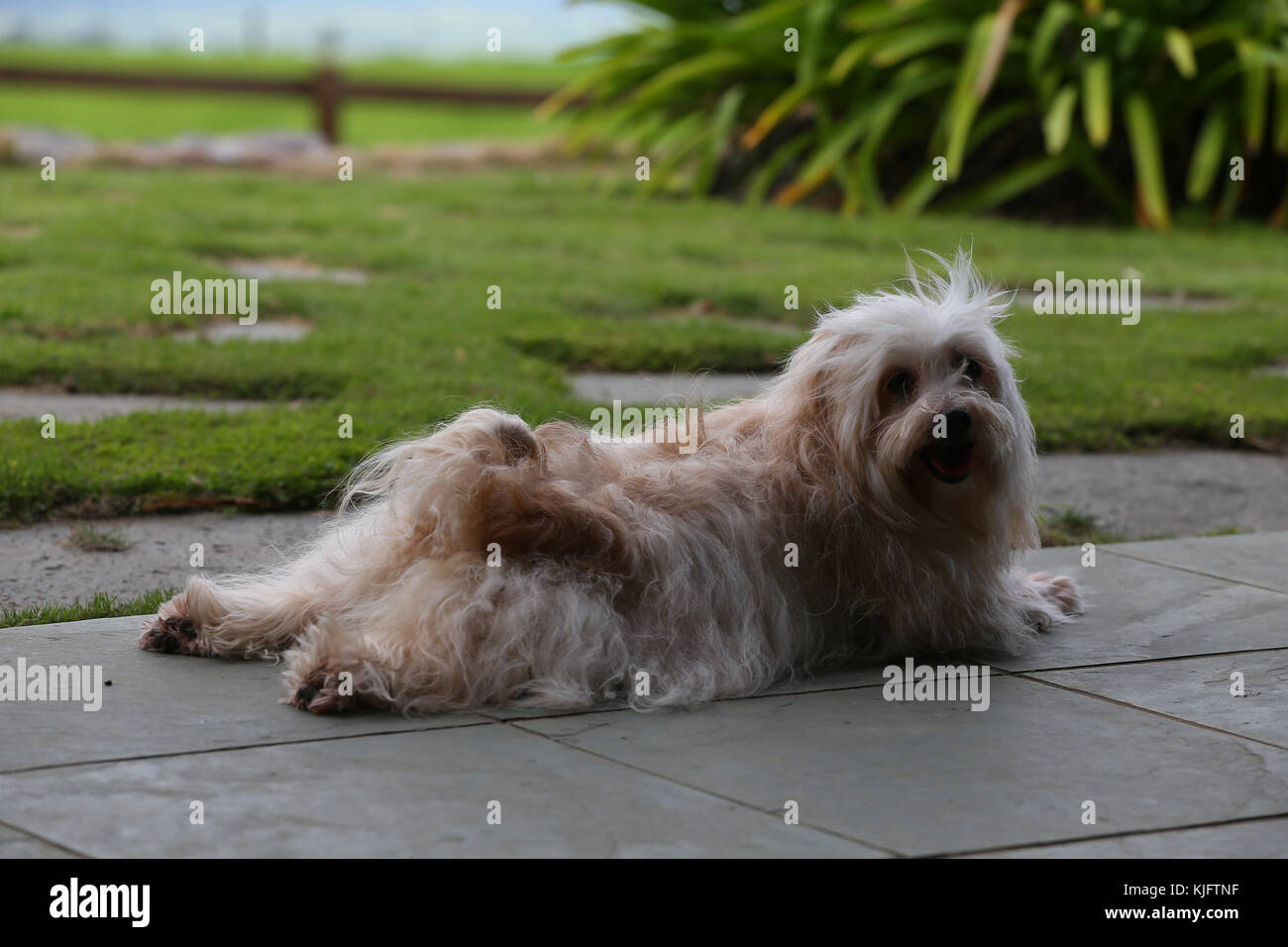 Havanese Bichon Havanais Havana Silk Dog lying on paving stones with back legs out behind looking back at the camera panting Stock Photo