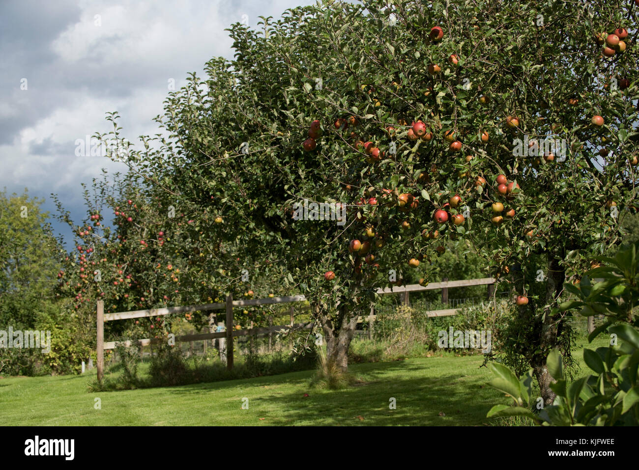 Mature trees in a domestic garden apple orchard with ripe red fruit of cos orange pippin anf other trees in fulkl fruit, Berkshire, September Stock Photo