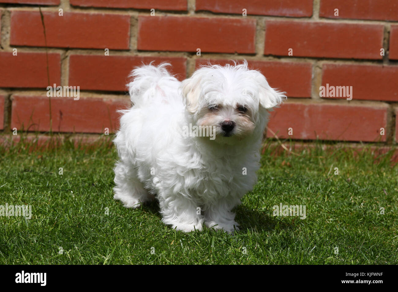 Maltese Maltese Terrier Straight-haired Bichon 10 week old puppy standing on grass looking at the camera with brick wall behind Stock Photo - Alamy Maltese Maltese Terrier Straight-haired Bichon 10 week old puppy standing on grass looking at the camera with brick wall behind Stock Photo - Alamy