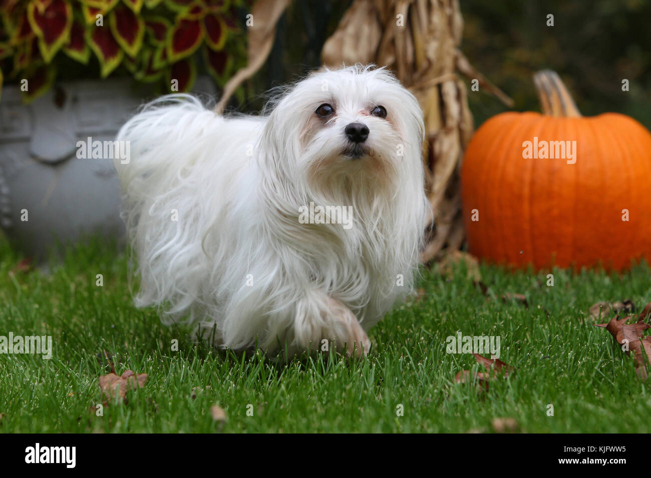 Maltese Maltese Terrier Straight-haired Bichon looking up walking on grass  with fallen leaves with pumpkin in background Stock Photo - Alamy