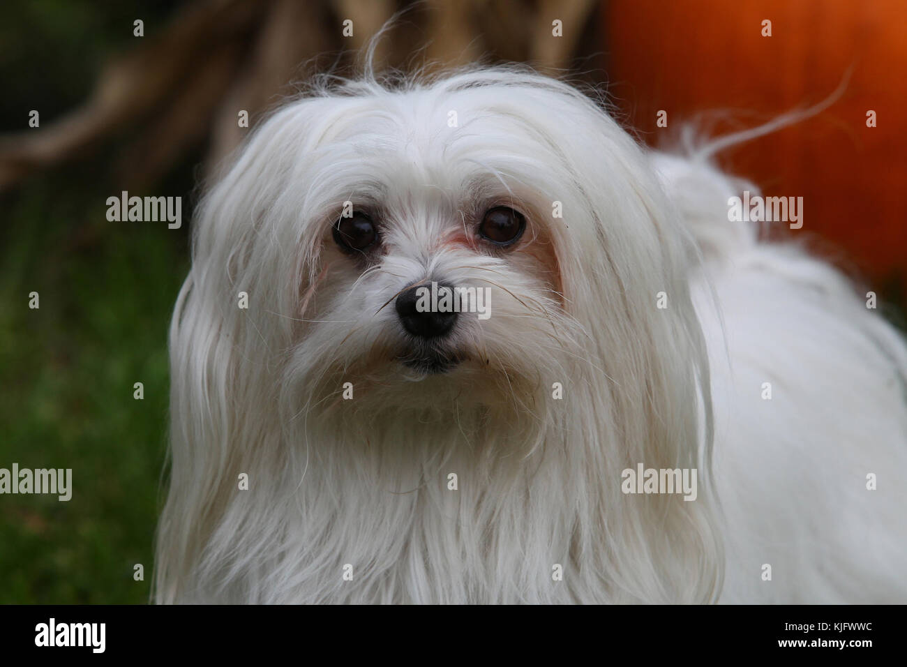Straight haired bichon hi-res stock photography and images - Alamy Straight haired bichon hi-res stock photography and images - Alamy