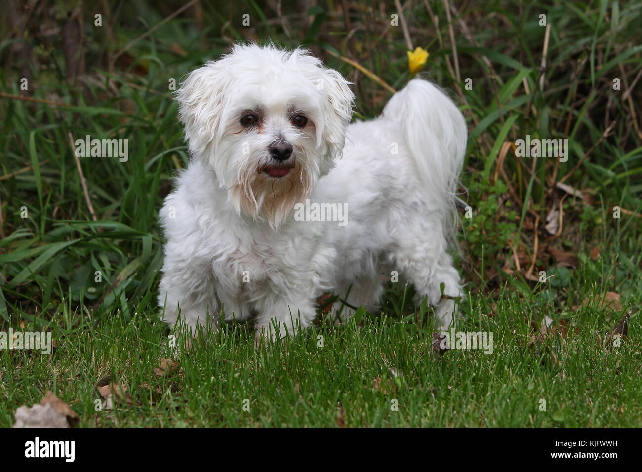 Maltese Maltese Terrier Straight-haired Bichon standing on grass and fallen  leaves looking alert panting and watching Stock Photo - Alamy
