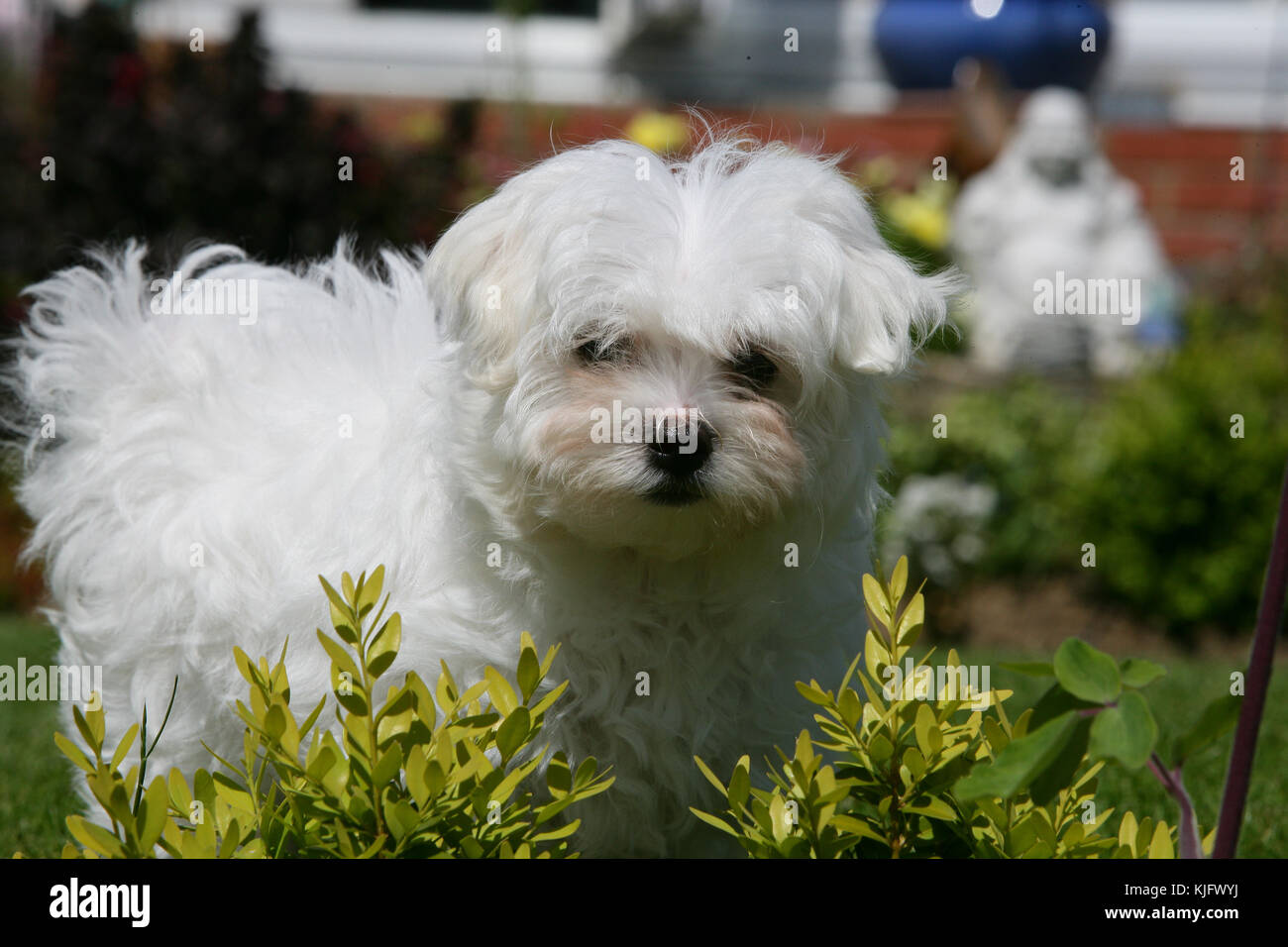 Maltese Maltese Terrier Straight-haired Bichon 10 week puppy looking at  camera Stock Photo - Alamy