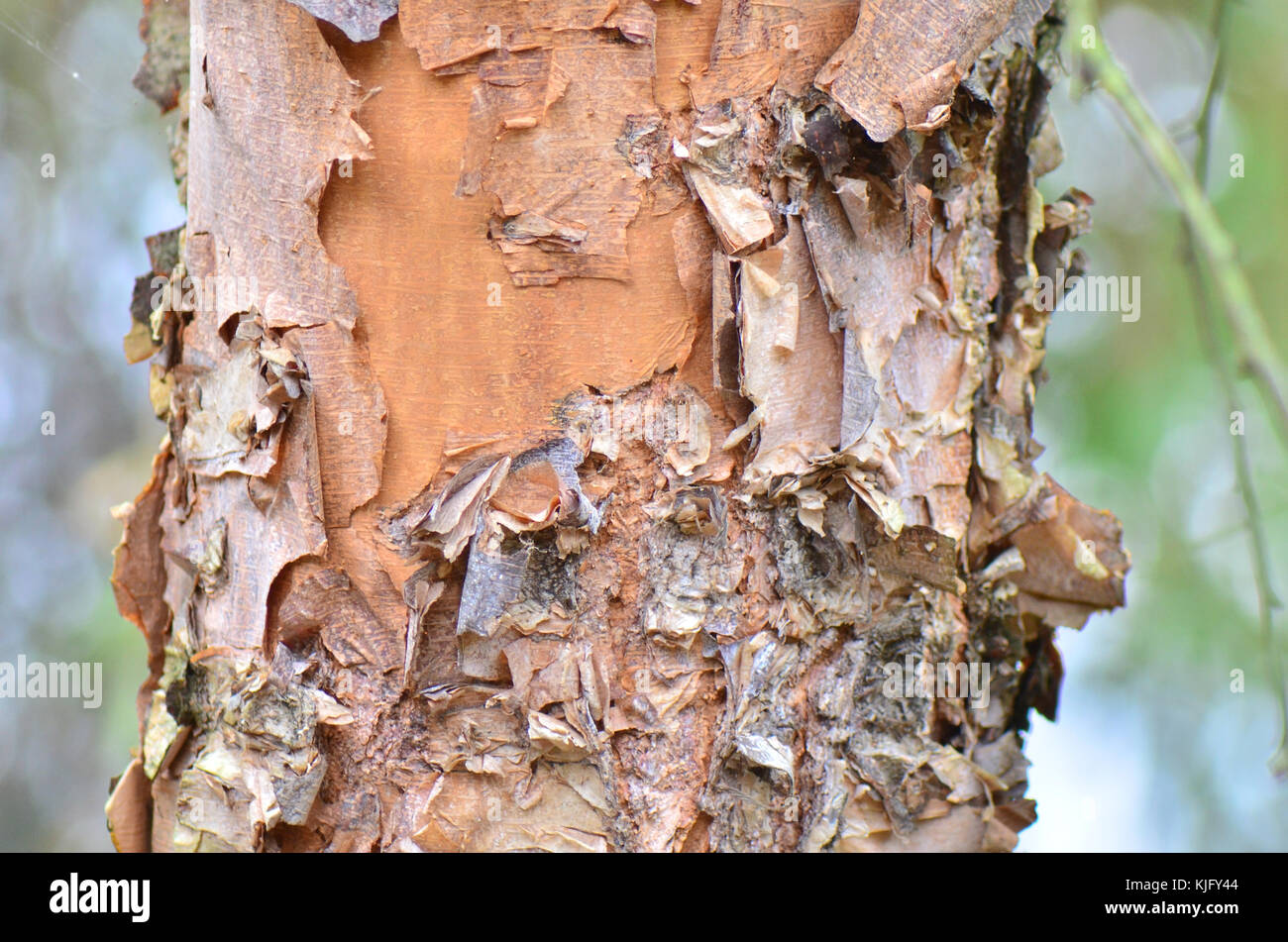 Tree bark peeling back to bare wood Stock Photo
