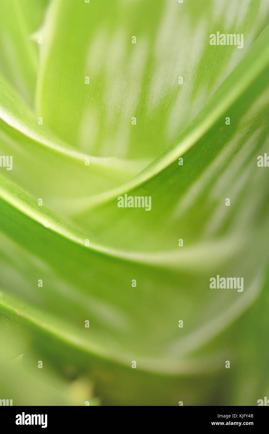 Extreme soft focus close-up of an Aloe Vera plant, (aloe barbadensis) Stock Photo