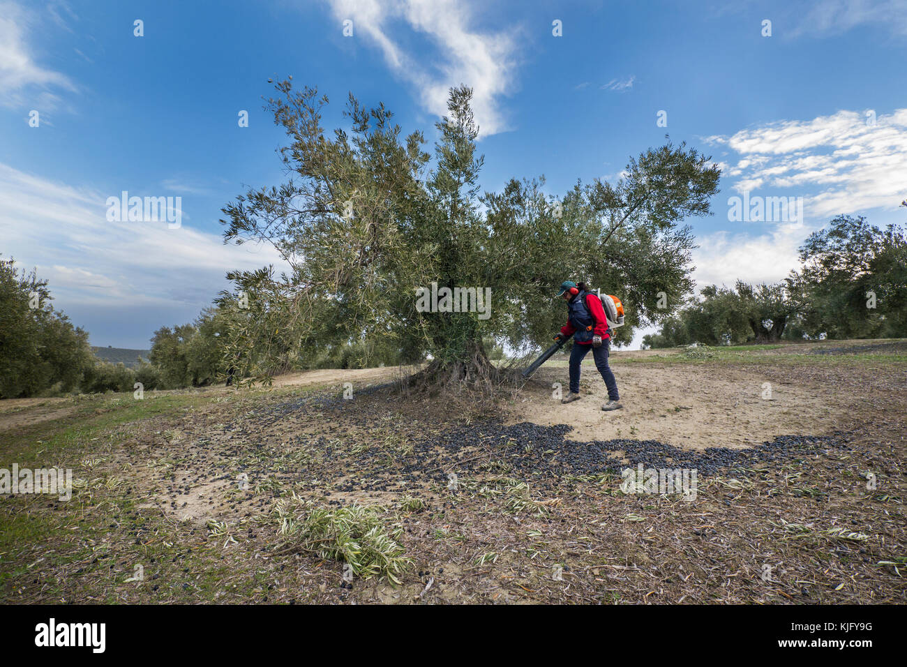 A woman piles up olives scattered on the ground, after someone else has knocked them down from the olive tree, with an air blowing machine in Jaén. Stock Photo