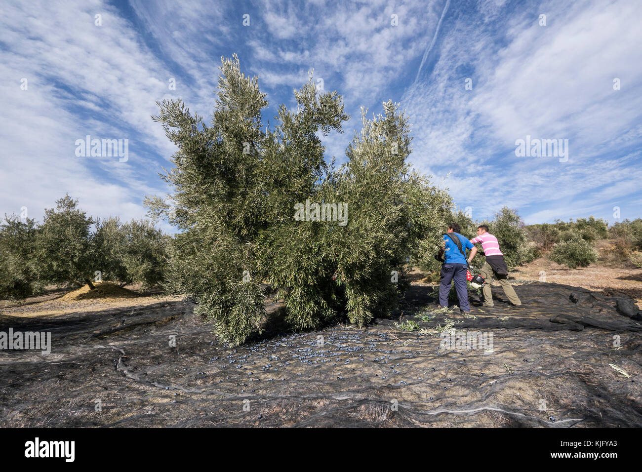 Men workers knocking down olives from trees with a stick and an olive shaker machine during olive harvest in Jaén province Stock Photo