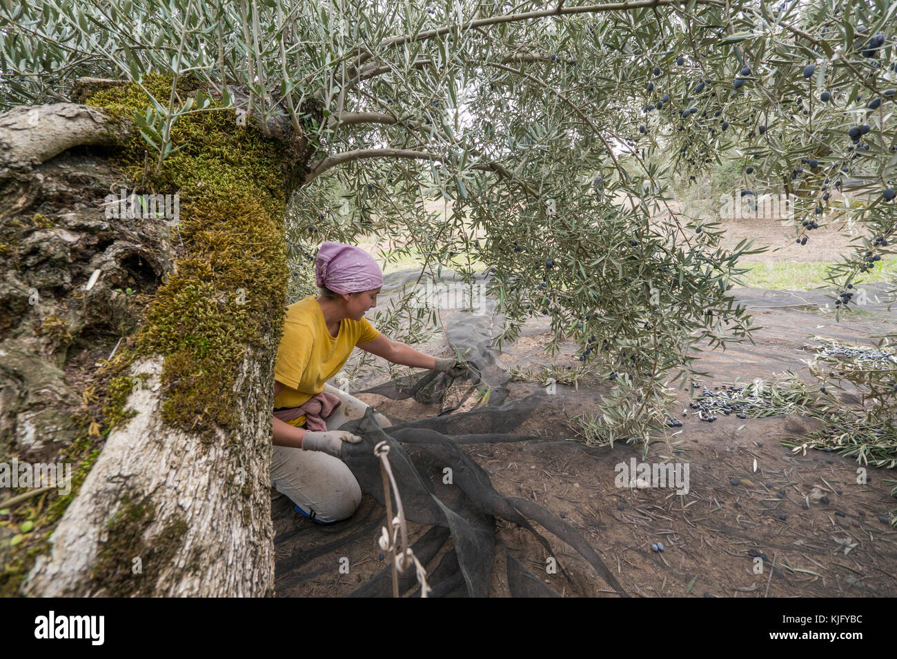 A young woman arranges traditional harvest nets under an olive tree to catch the olives that are knocked down from that tree in Jaén province. Stock Photo