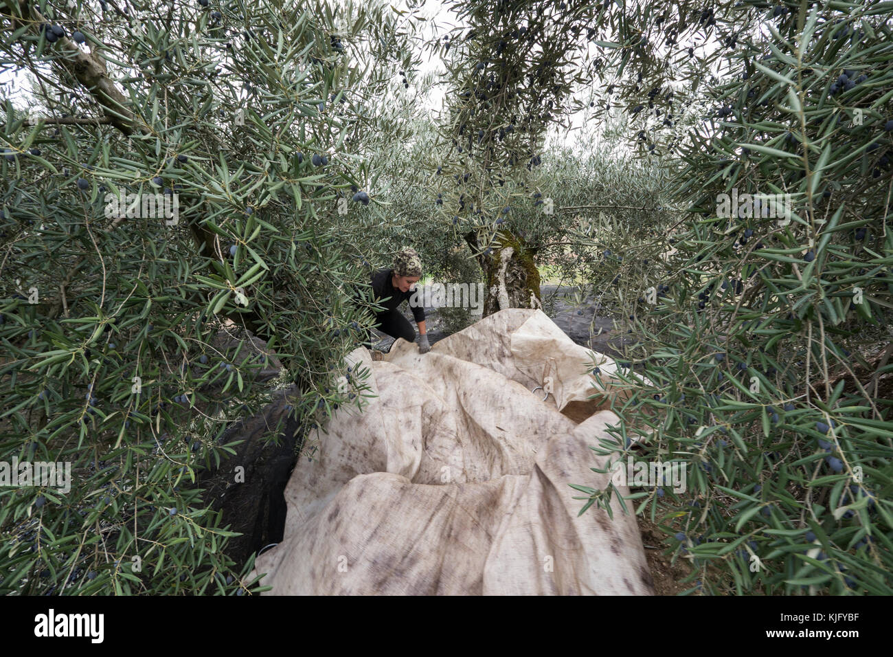A young woman prepares a white net under an olive tree to catch the olives that will be knocked down from the tree. Stock Photo