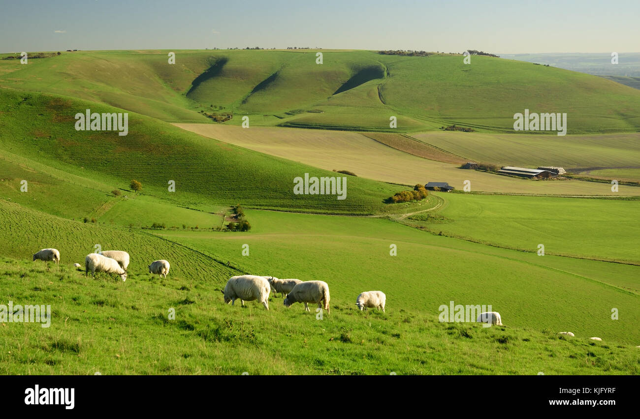Milk Hill Wiltshire Stock Photos & Milk Hill Wiltshire Stock Images Alamy
