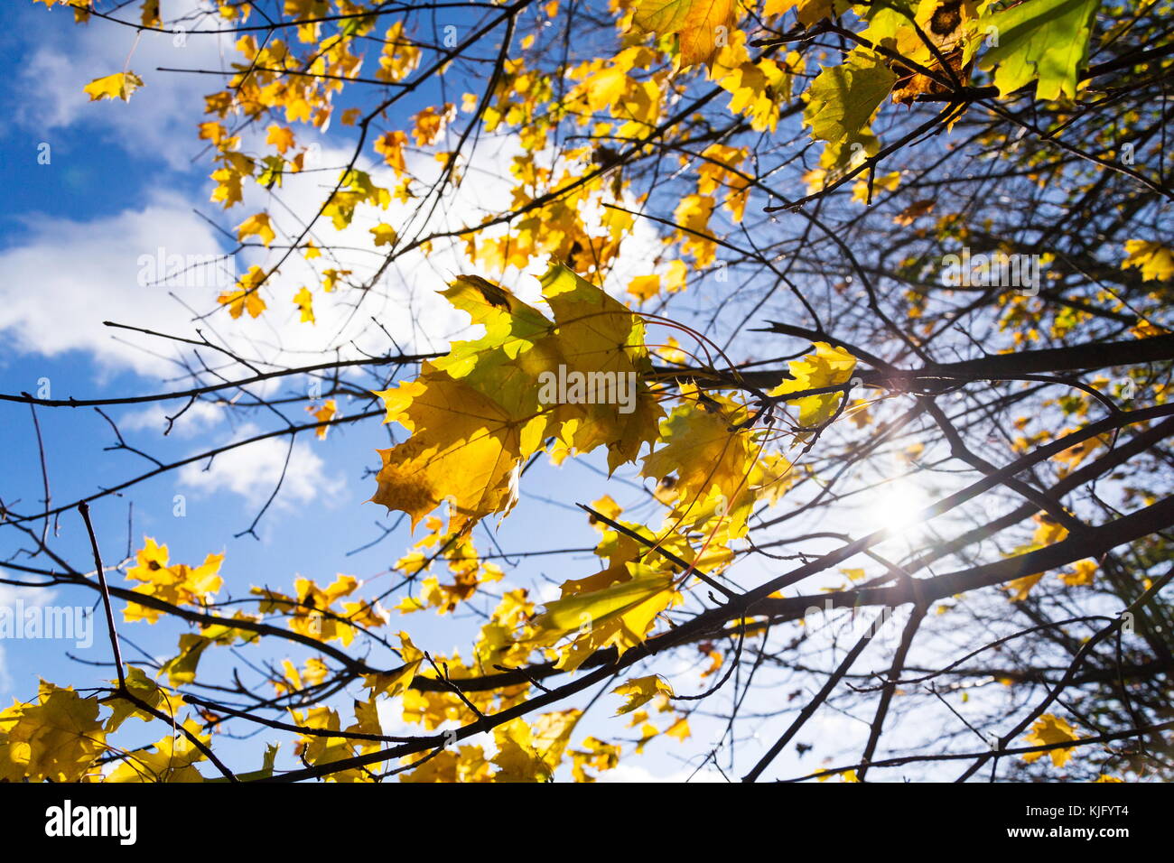 Yellow maple leaves in autumn sunny day blue sky background Stock Photo ...