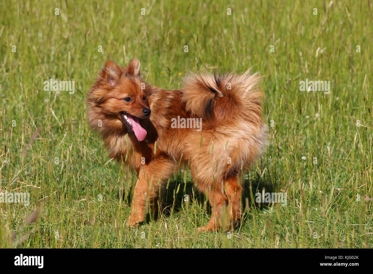 Pomeranian loulou hi-res stock photography and images - Alamy