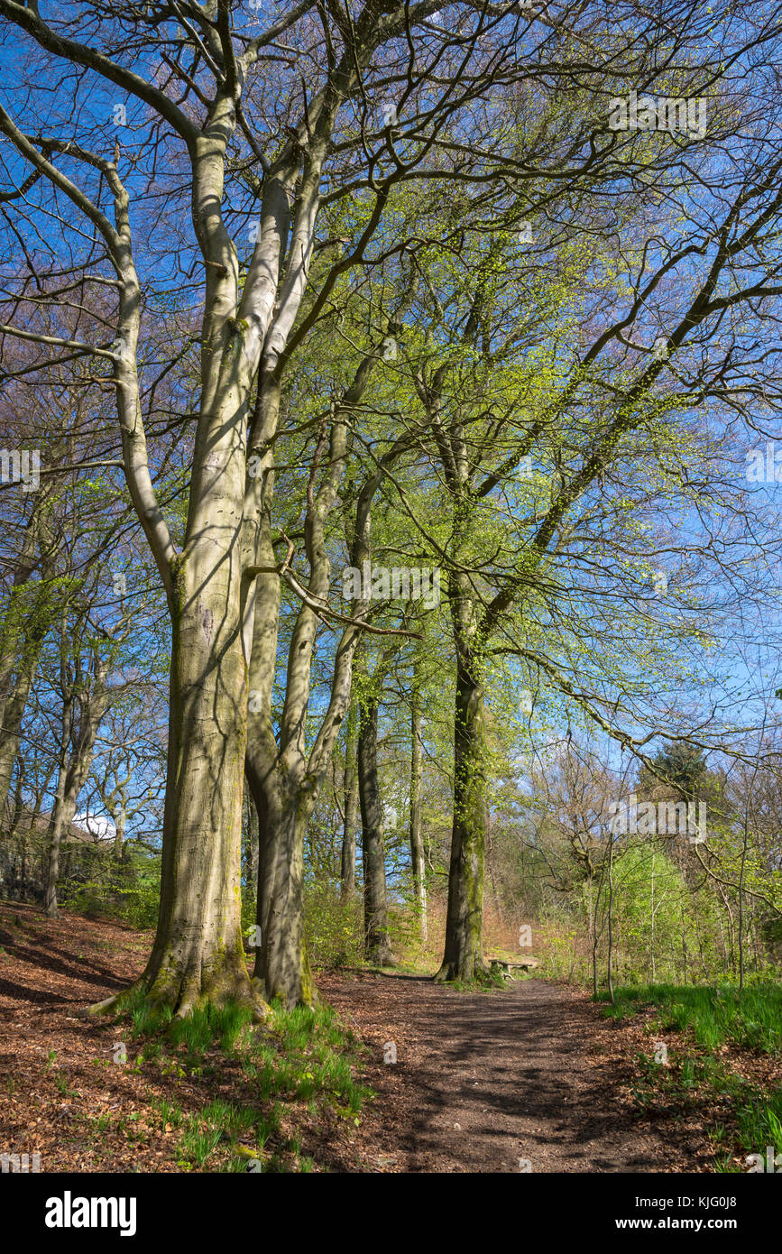 Tall Beech trees in Swallows wood nature reserve, Hollingworth, Derbyshire, England. A lovely spring day. Stock Photo