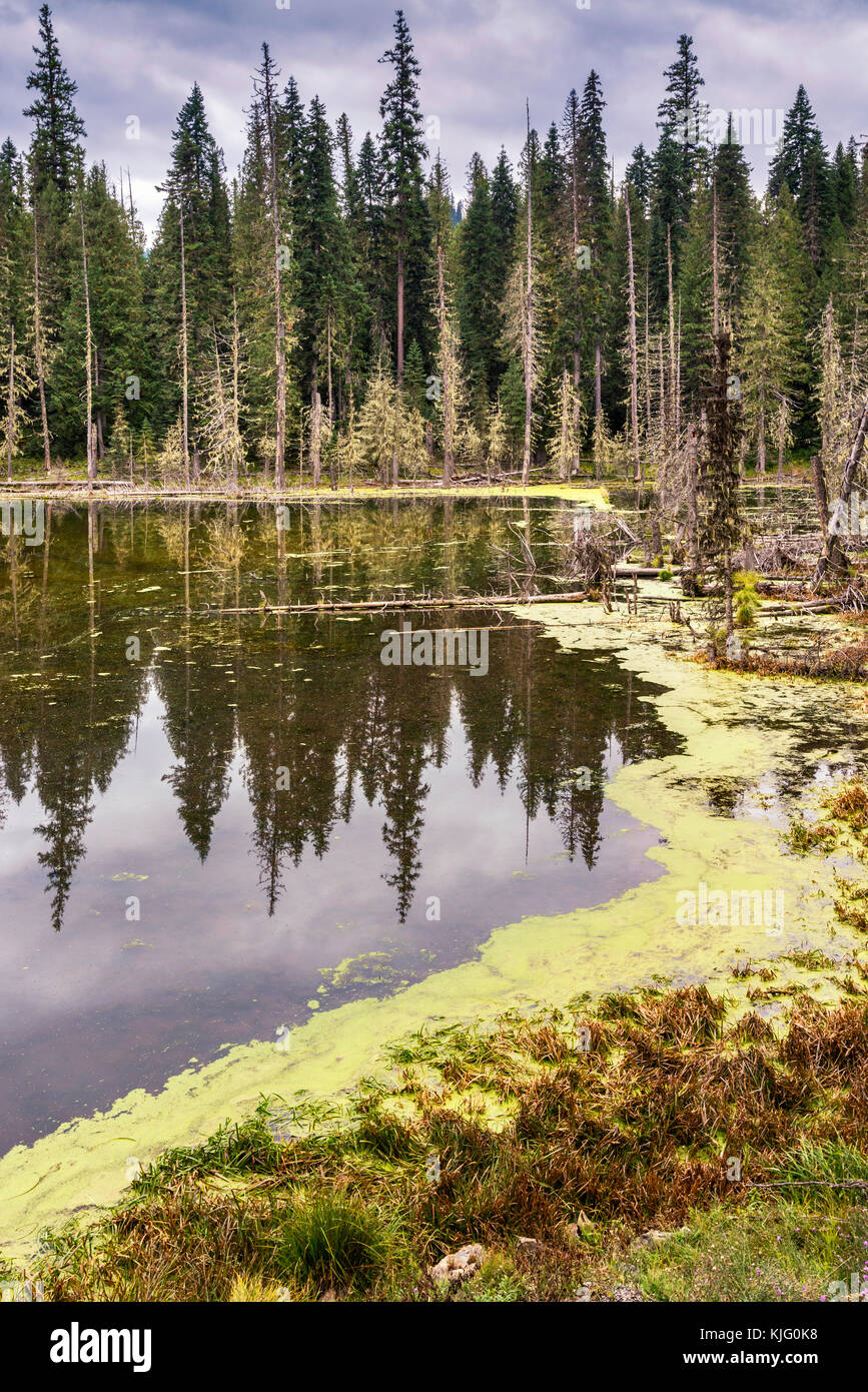 Lake covered with duckweed near Lochsa Lodge and Elk Summit, MP 163 on Northwest Passage Scenic Byway, Clearwater National Forest, Idaho, USA Stock Photo